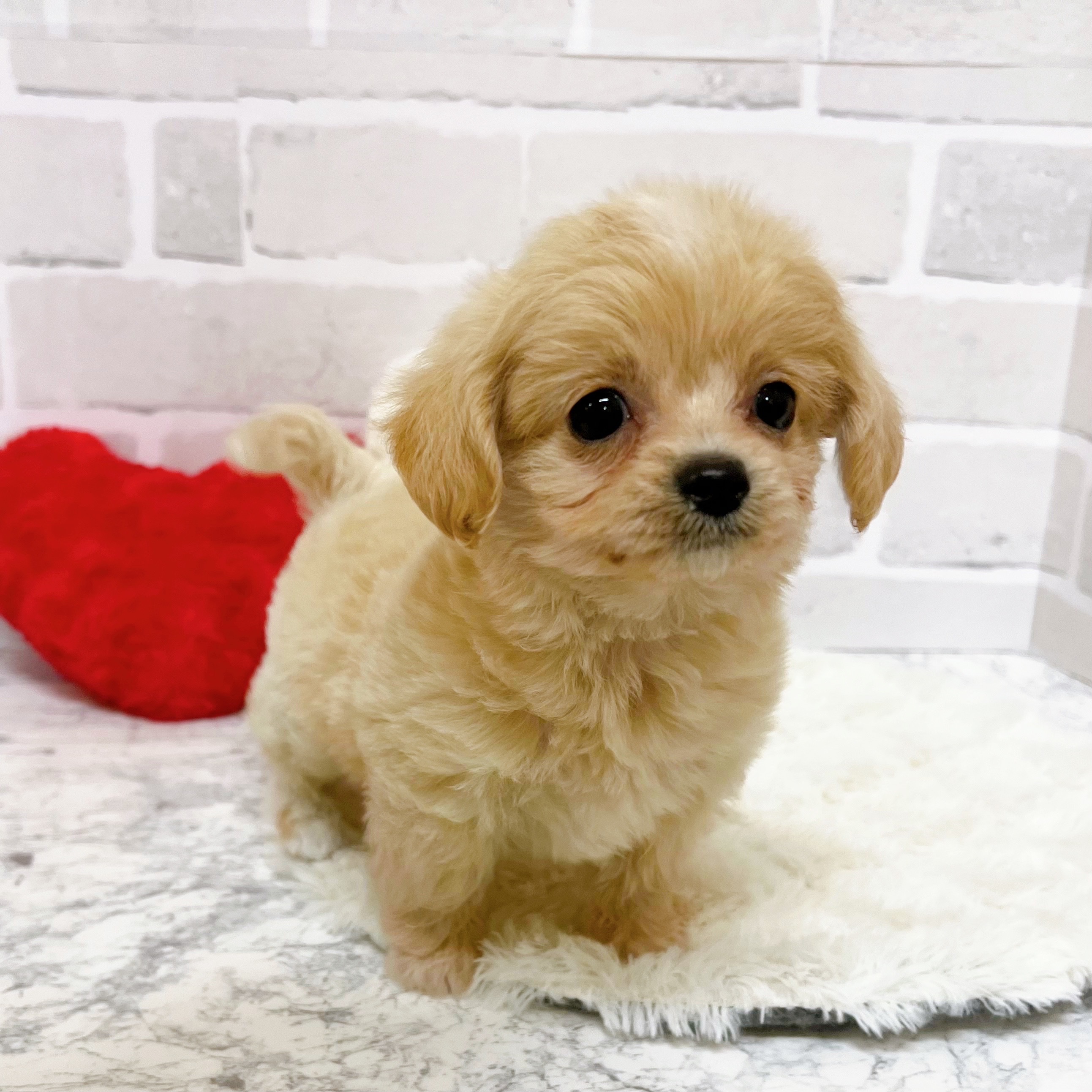 京都府のチワプー/プーチー(チワワ×プードル) (犬の家＆猫の里京都精華店/2025年9月13日生まれ/女の子/クリーム)の子犬の2枚目の画像
