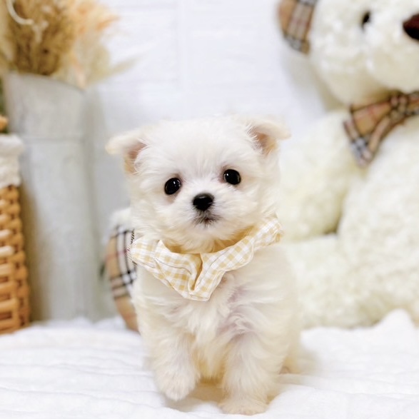 滋賀県のチワマル/マルチワ(チワワ×マルチーズ) (犬の家＆猫の里近江八幡店/2025年9月17日生まれ/女の子/ホワイト)の子犬の1枚目の画像