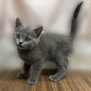 兵庫県のブリティッシュショートヘアー (犬の家＆猫の里カナート西神戸店/2025年9月11日生まれ/男の子/ブルー)の子猫の2枚目の画像