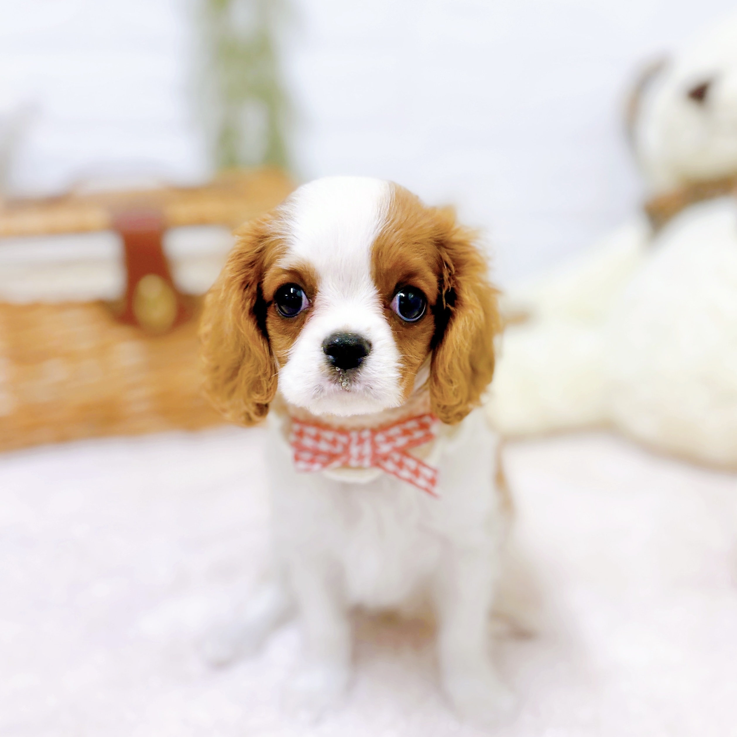 滋賀県のキャバリアキングチャールズスパニエル (犬の家＆猫の里近江八幡店/2025年9月14日生まれ/女の子/ブレンハイム)の子犬の1枚目の画像