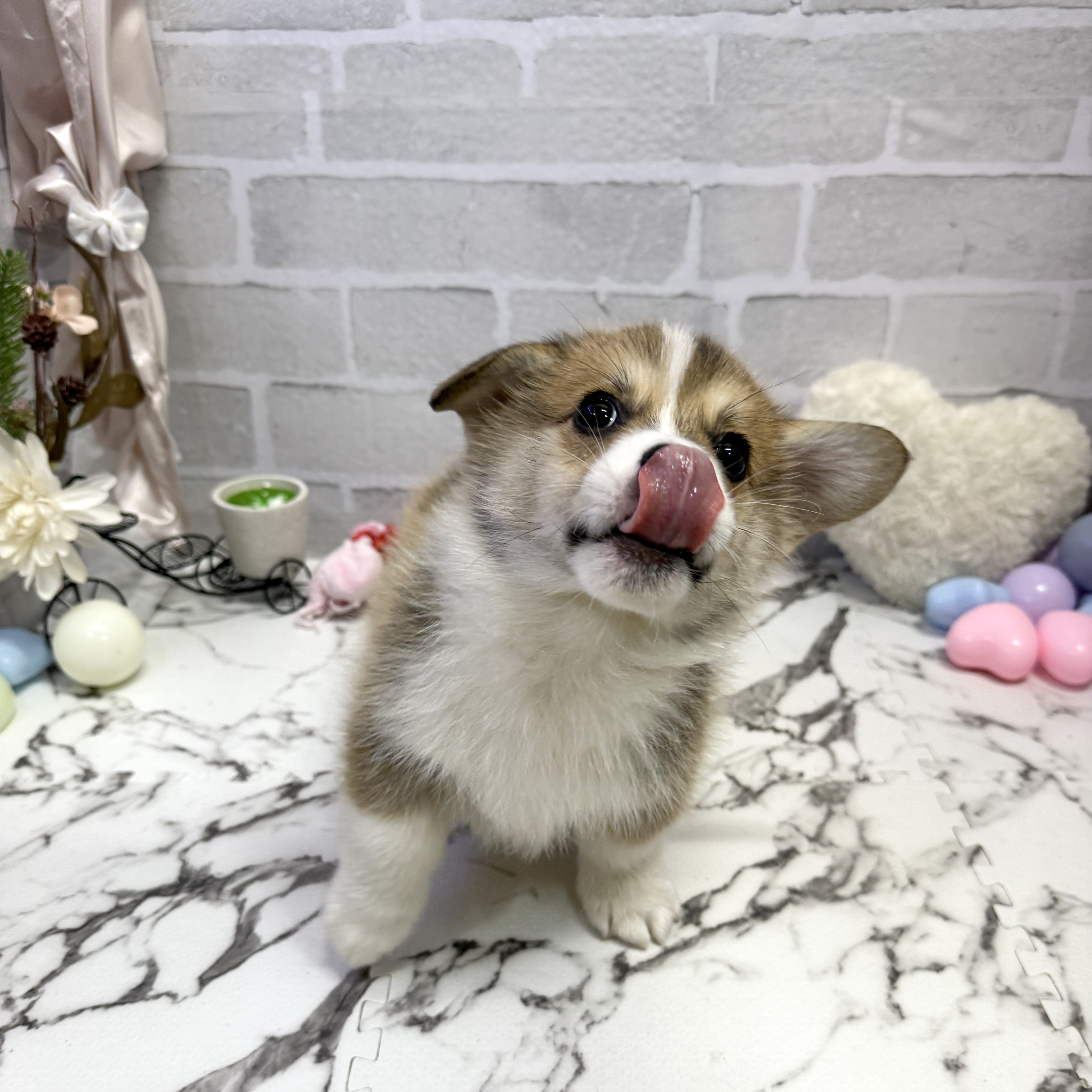 愛知県のウェルシュコーギーペンブローク (犬の家＆猫の里岡崎店/2025年9月19日生まれ/男の子/セーブルホワイト)の子犬の2枚目の画像