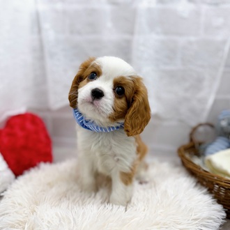 滋賀県のキャバリアキングチャールズスパニエル (犬の家＆猫の里長浜店/2025年9月20日生まれ/男の子/ブレンハイム)の子犬の2枚目の画像
