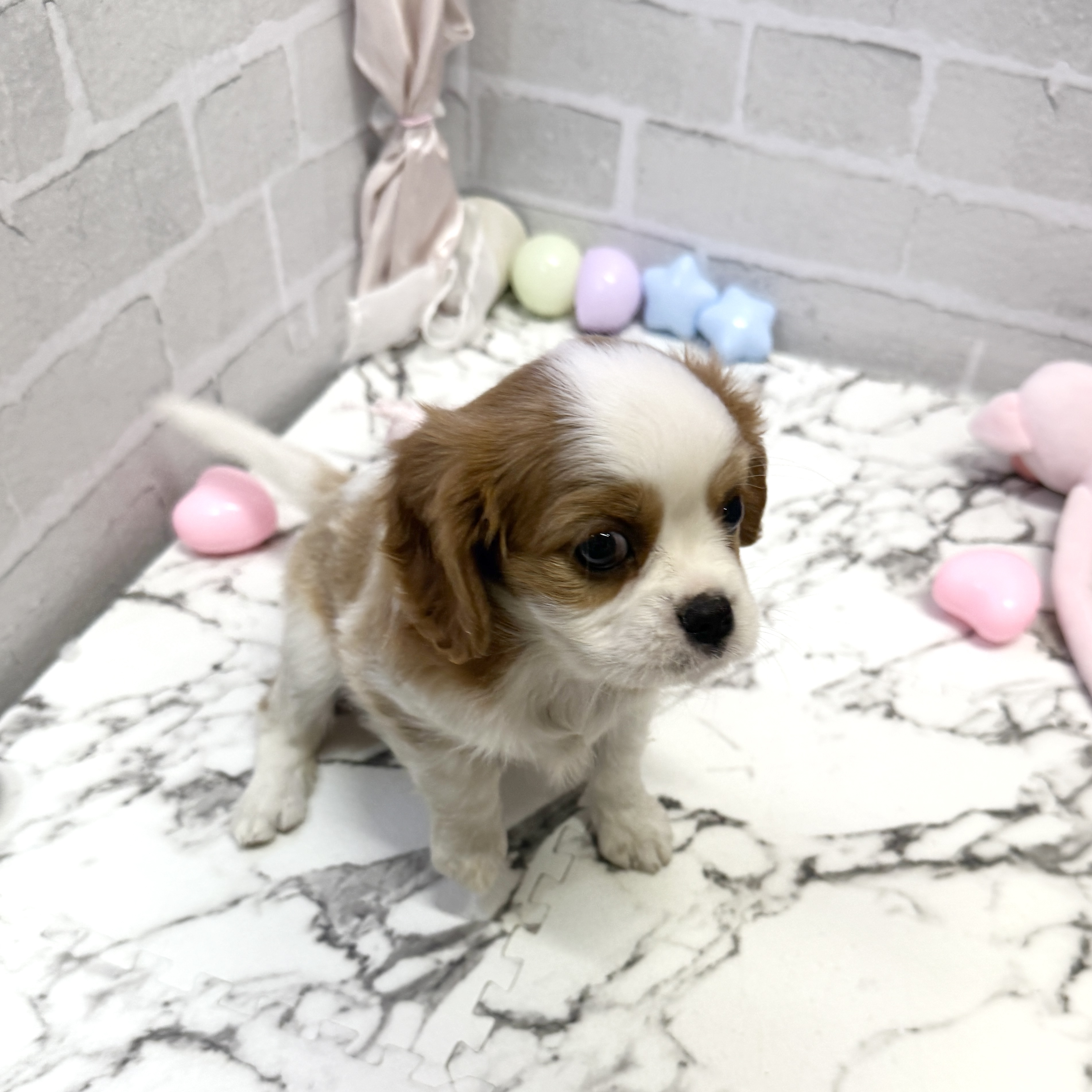 愛知県のキャバリアキングチャールズスパニエル (犬の家＆猫の里岡崎店/2025年9月20日生まれ/女の子/ブレンハイム)の子犬の2枚目の画像