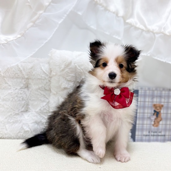 岐阜県のシェットランドシープドッグ (犬の家＆猫の里カラフルタウン岐阜店/2025年9月19日生まれ/女の子/セーブルホワイト)の子犬の1枚目の画像