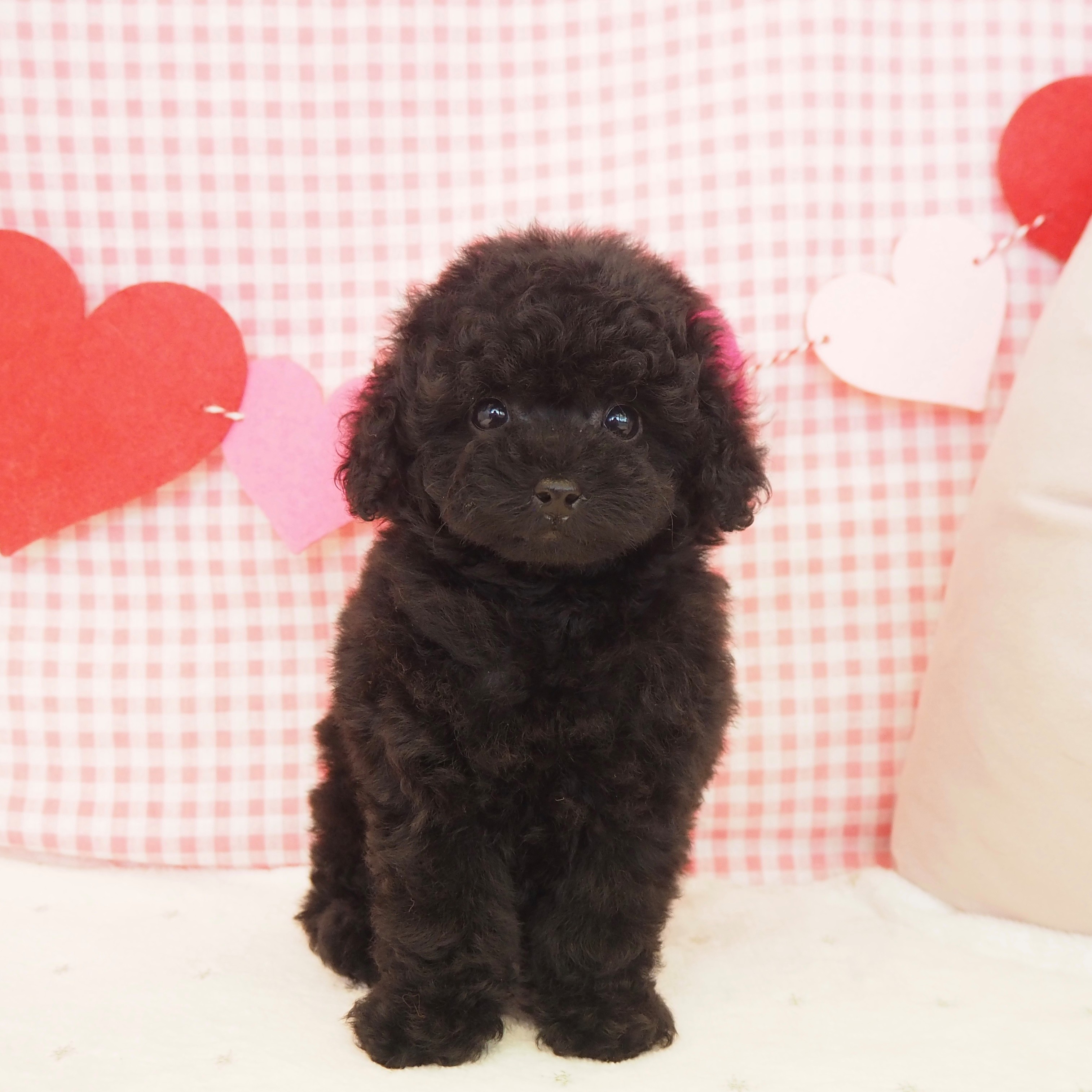 大阪府のトイプードル(タイニー) (犬の家＆猫の里もりのみやキューズモールBASE店/2025年9月20日生まれ/女の子/ブラック)の子犬の1枚目の画像