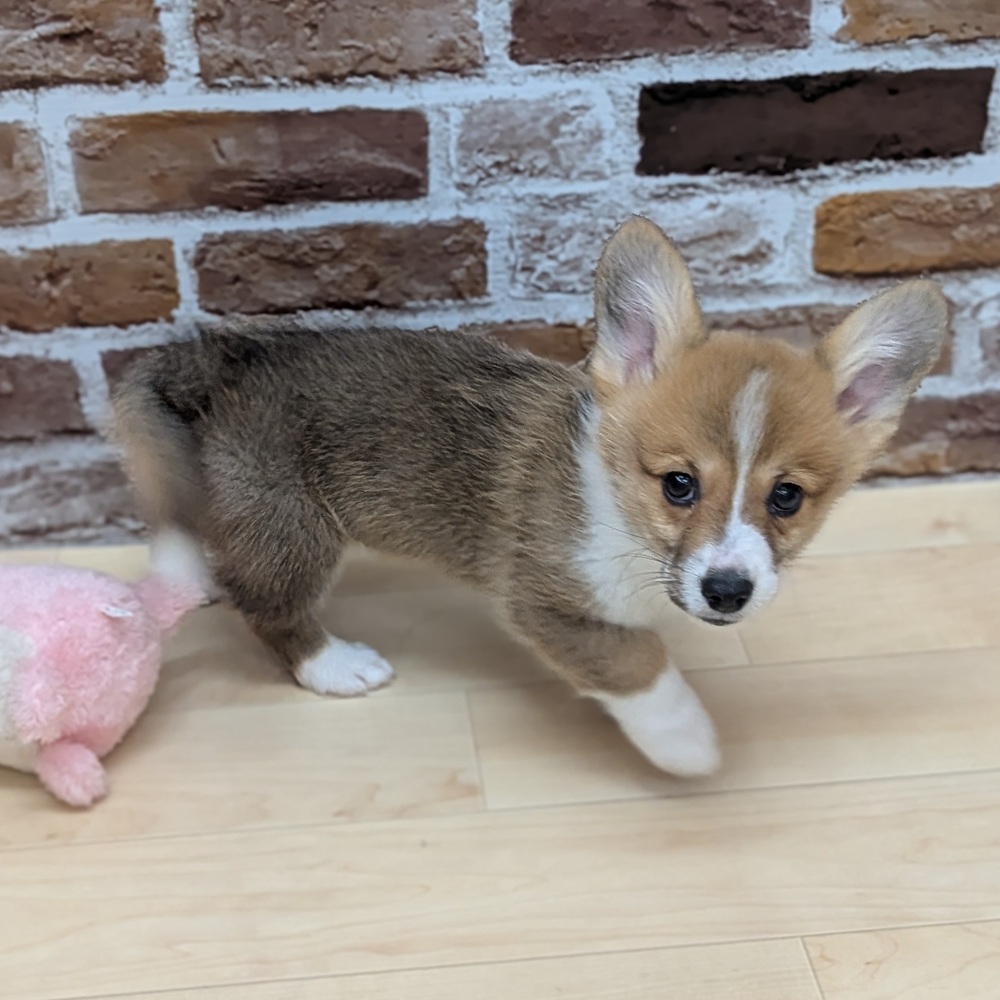 愛知県のウェルシュコーギーペンブローク (犬の家＆猫の里七宝店/2025年9月17日生まれ/男の子/レッドホワイト)の子犬の2枚目の画像