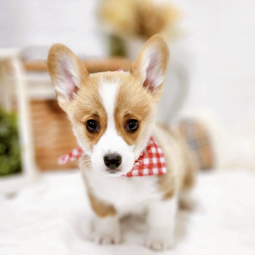 滋賀県のウェルシュコーギーペンブローク (犬の家＆猫の里近江八幡店/2025年9月17日生まれ/女の子/レッドホワイト)の子犬の1枚目の画像