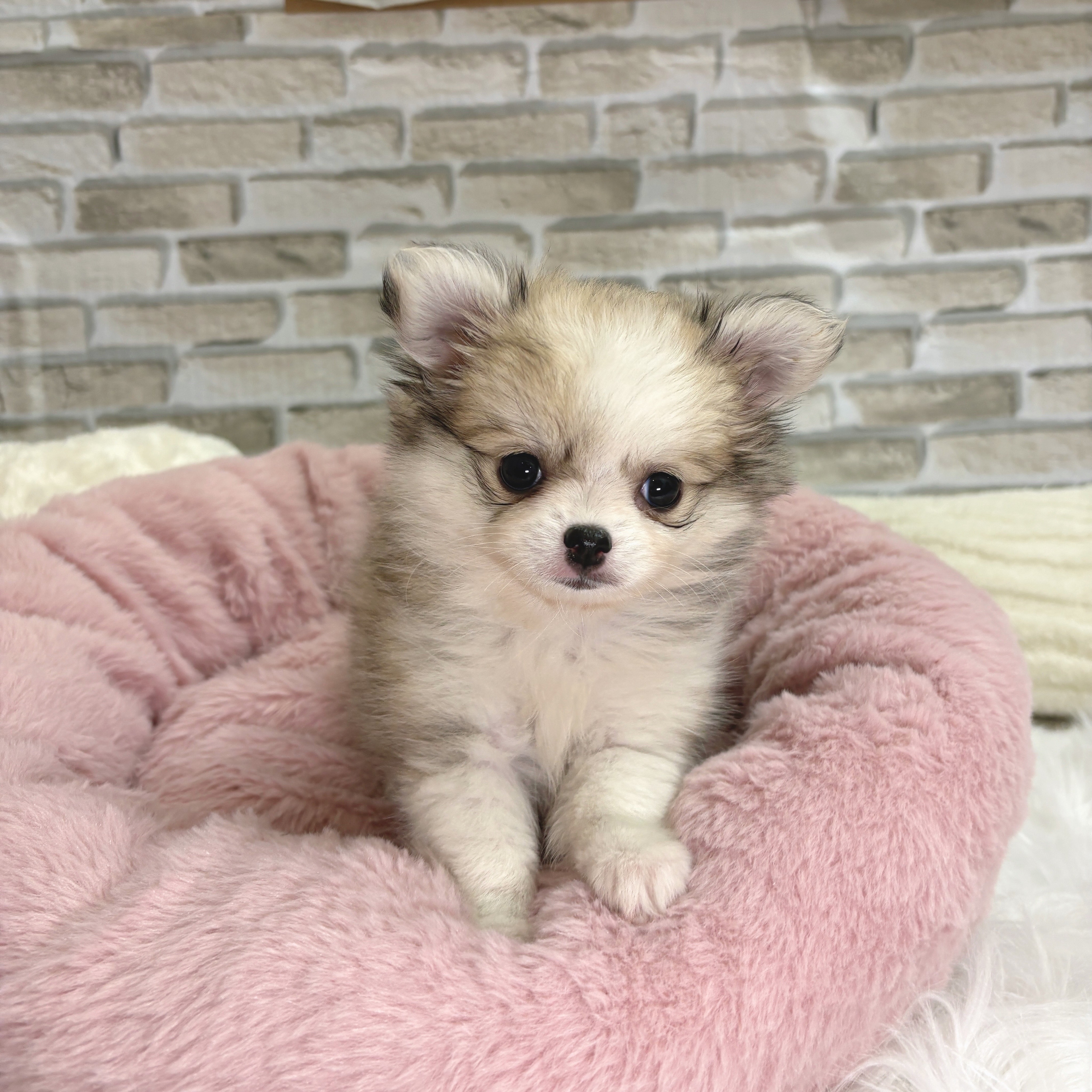 ハーフ犬女の子の写真