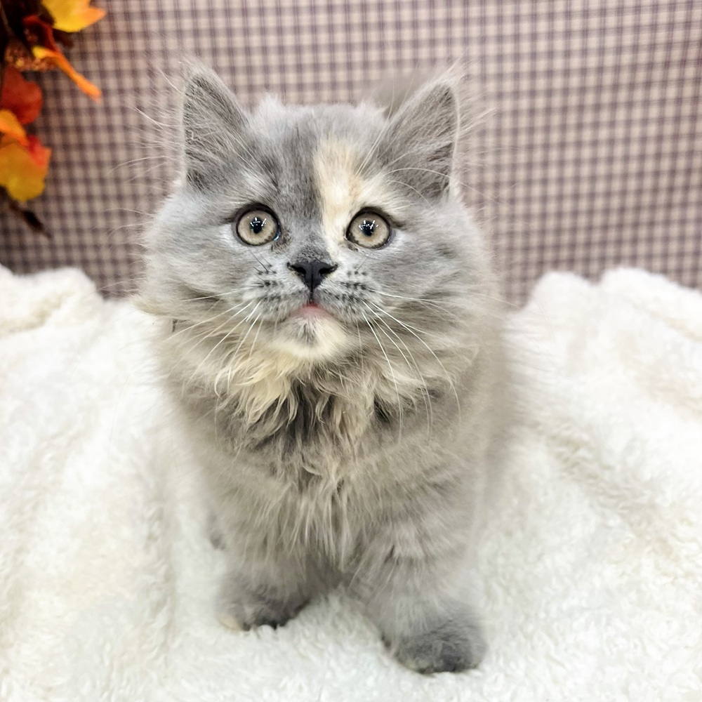 愛知県のミヌエット (犬の家＆猫の里エアポートウォーク店/2025年9月17日生まれ/女の子/ブルークリーム)の子猫