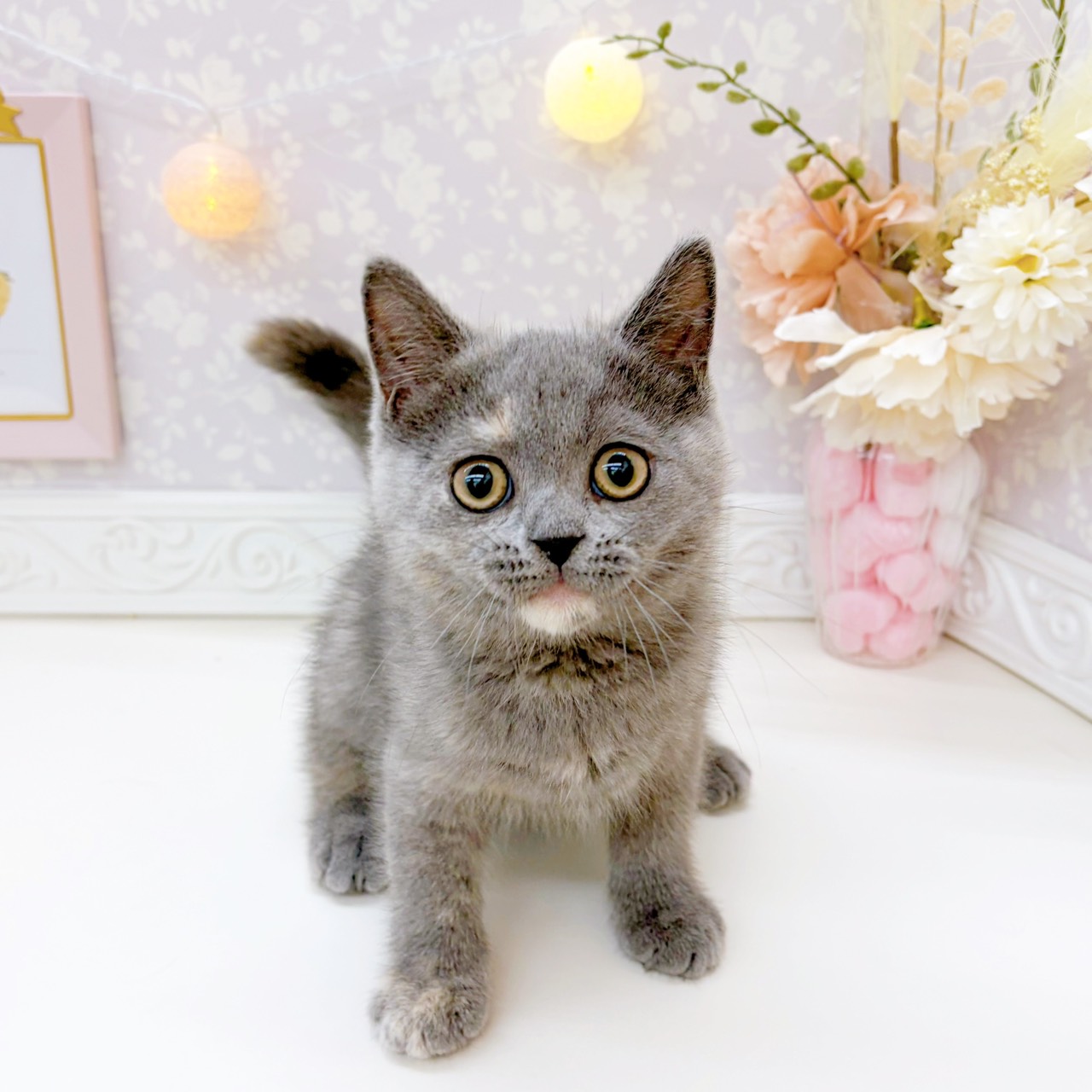 富山県のミヌエット (犬の家＆猫の里富山店/2025年9月17日生まれ/女の子/ブルークリーム)の子猫