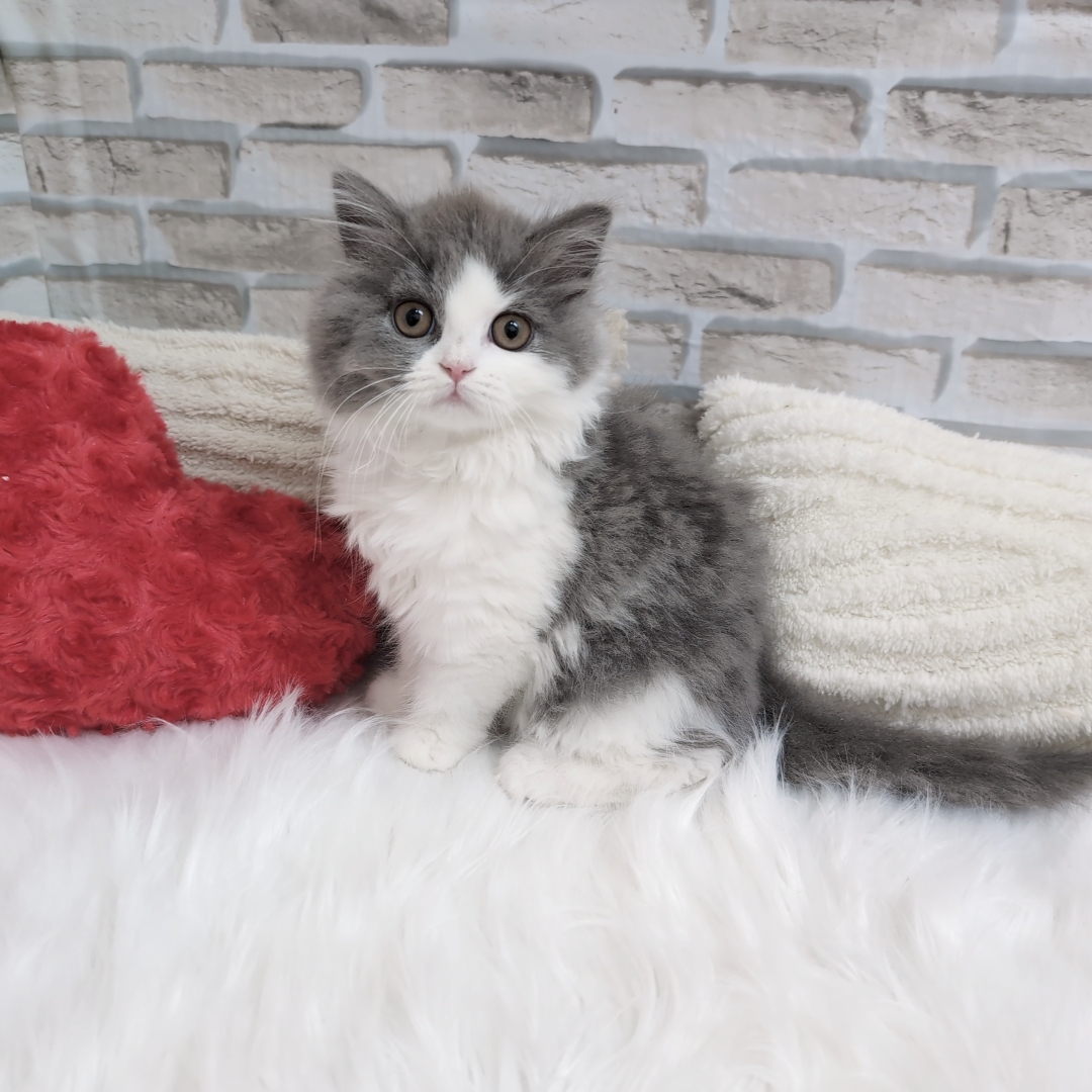 神奈川県のブリティッシュロングヘアー (犬の家＆猫の里モザイクモール港北店/2025年9月18日生まれ/女の子/ブルーホワイト)の子猫の2枚目の画像