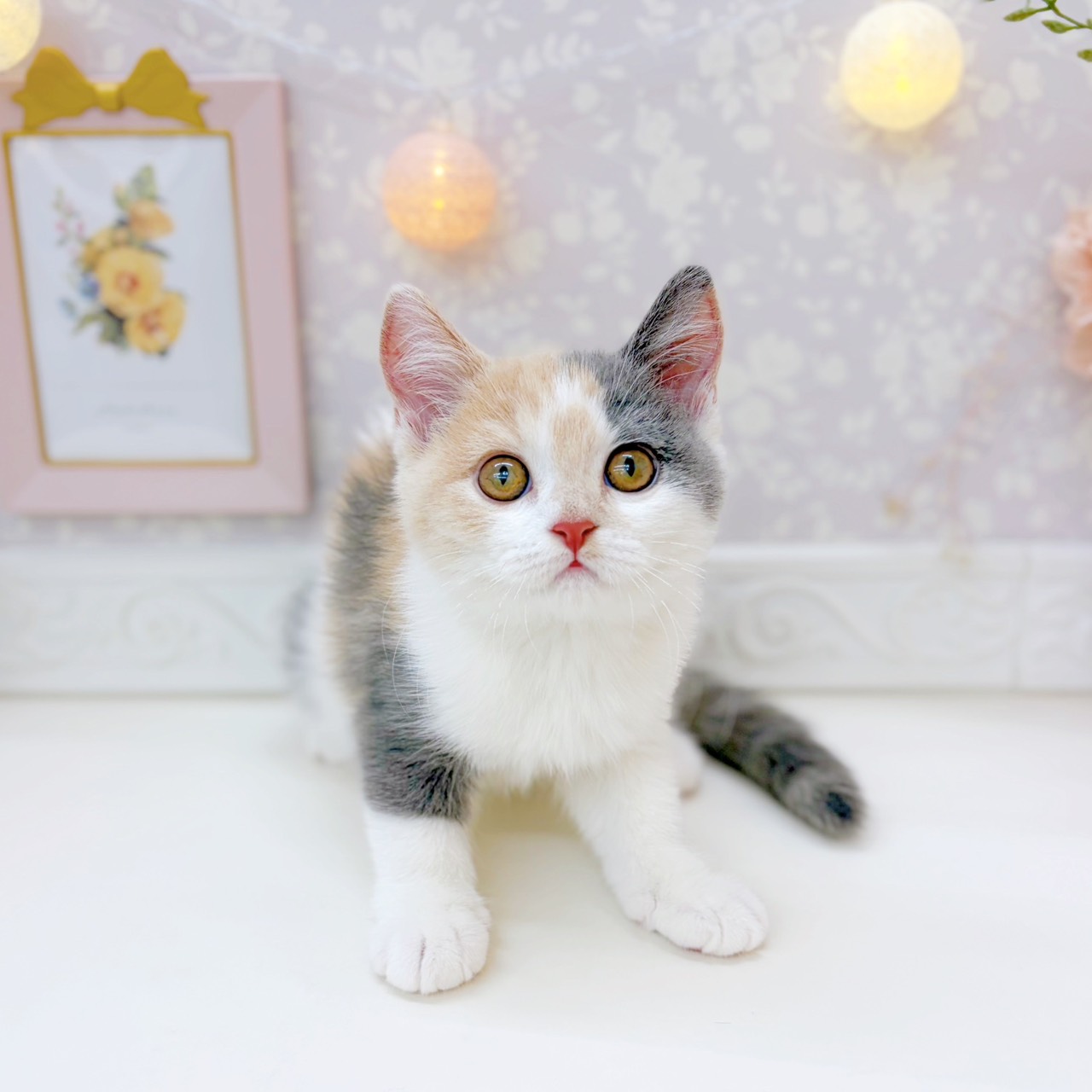 富山県のスコティッシュストレート (犬の家＆猫の里富山店/2025年9月18日生まれ/女の子/ダイリュートキャリコ)の子猫