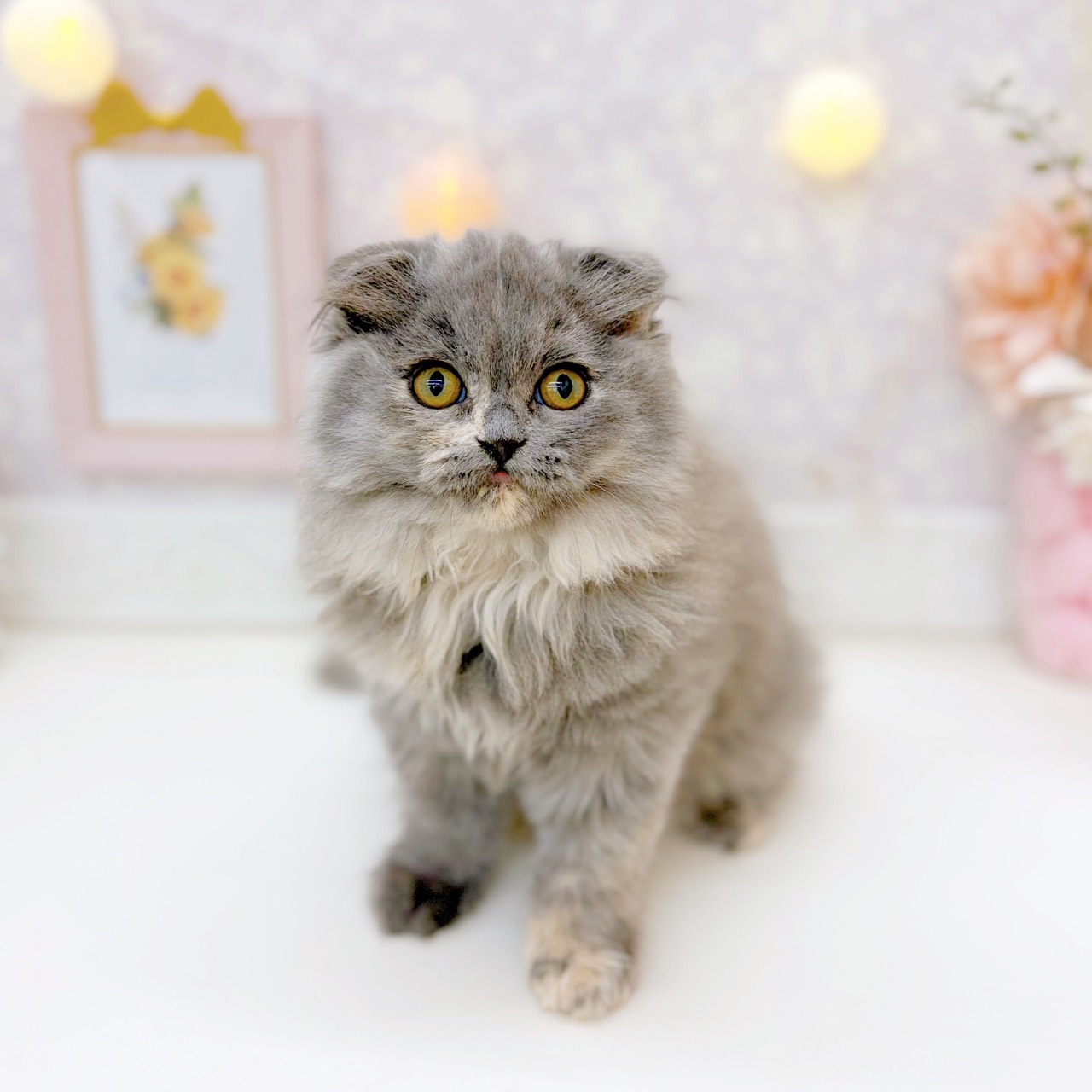 富山県のスコティッシュフォールド (犬の家＆猫の里富山店/2025年9月18日生まれ/女の子/ブルークリーム)の子猫