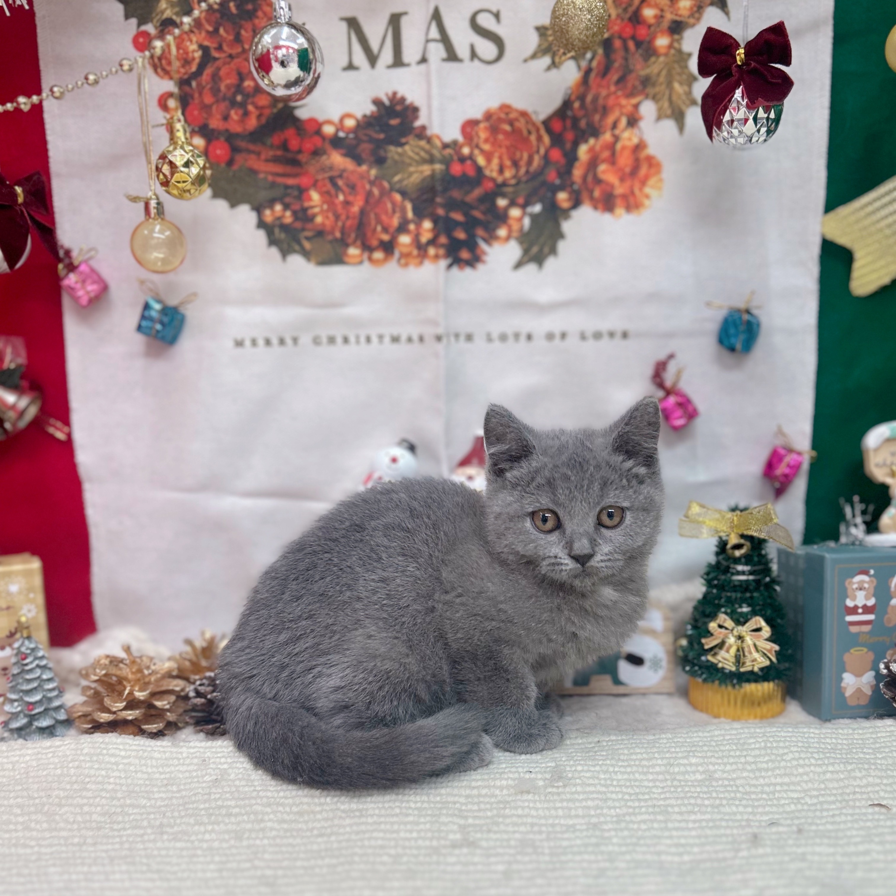 岐阜県のブリティッシュショートヘアー (犬の家＆猫の里岐南店/2025年9月18日生まれ/男の子/ブルー)の子猫の1枚目の画像