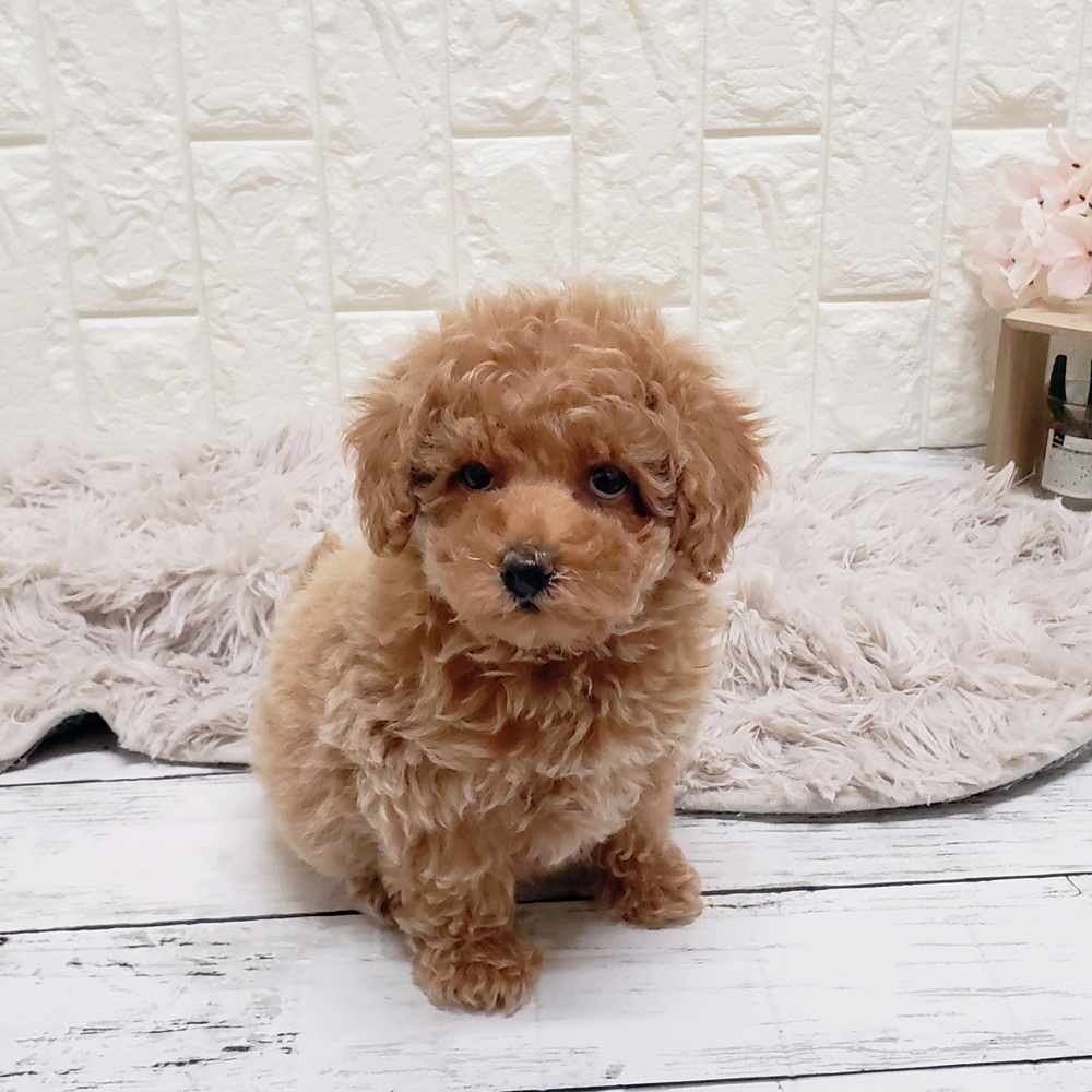 岡山県のトイプードル(トイ) (犬の家＆猫の里岡山店/2025年9月11日生まれ/女の子/アプリコット)の子犬の2枚目の画像