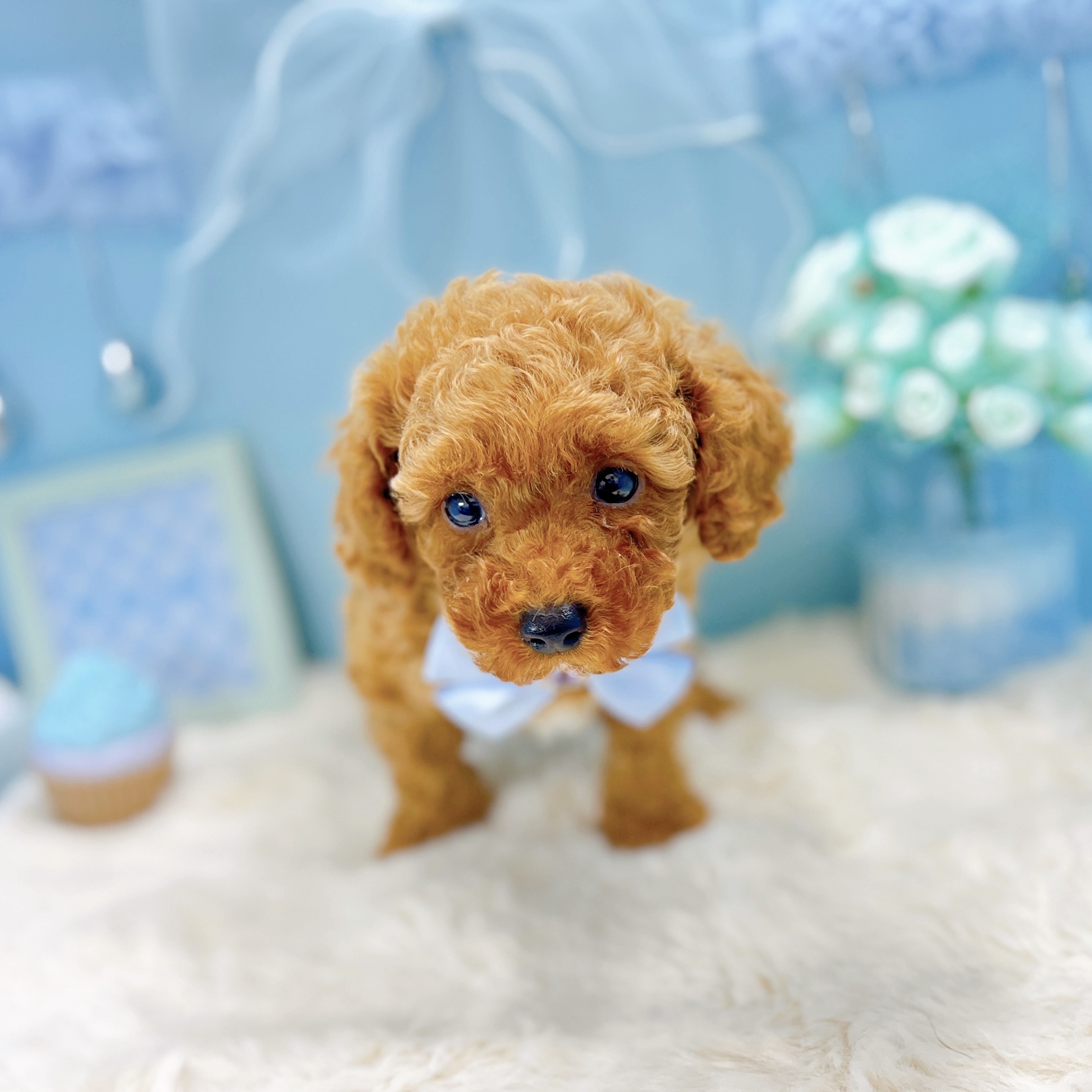 福井県のトイプードル(トイ) (犬の家＆猫の里アミーゴ福井大和田店/2025年9月19日生まれ/男の子/レッド)の子犬の2枚目の画像