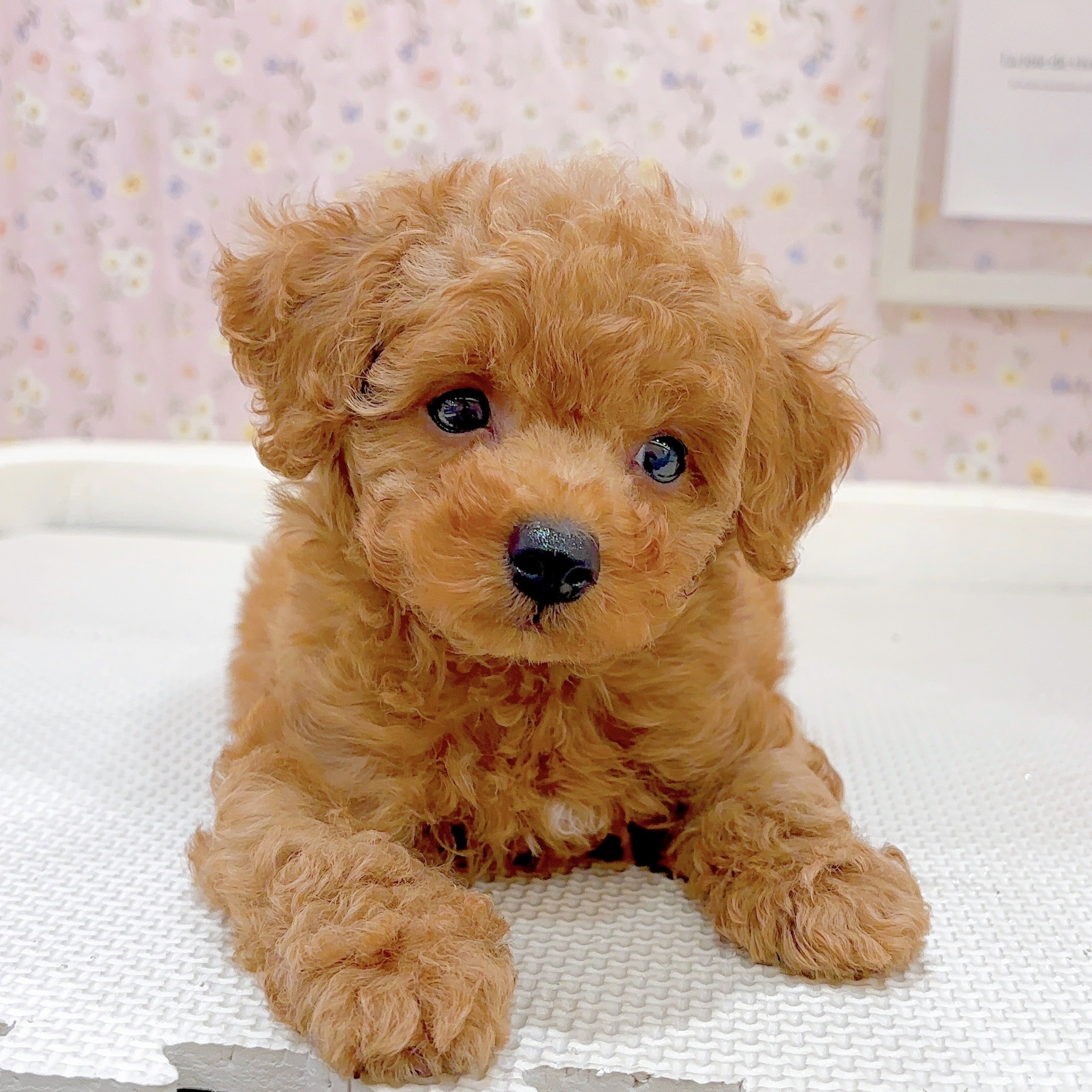 石川県のトイプードル(トイ) (犬の家＆猫の里金沢店/2025年9月19日生まれ/男の子/レッド)の子犬の2枚目の画像