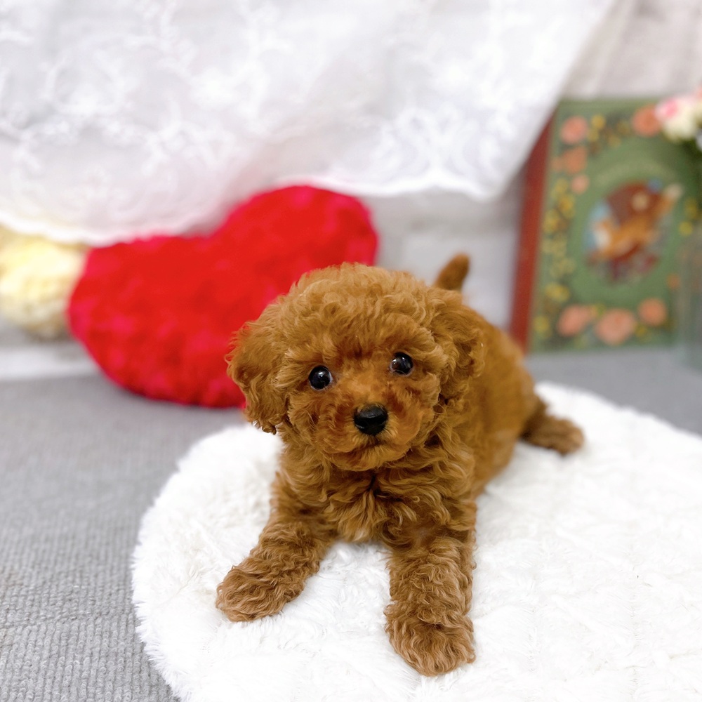 京都府のトイプードル(トイ) (犬の家＆猫の里京都樟葉店/2025年9月19日生まれ/女の子/レッド)の子犬の2枚目の画像