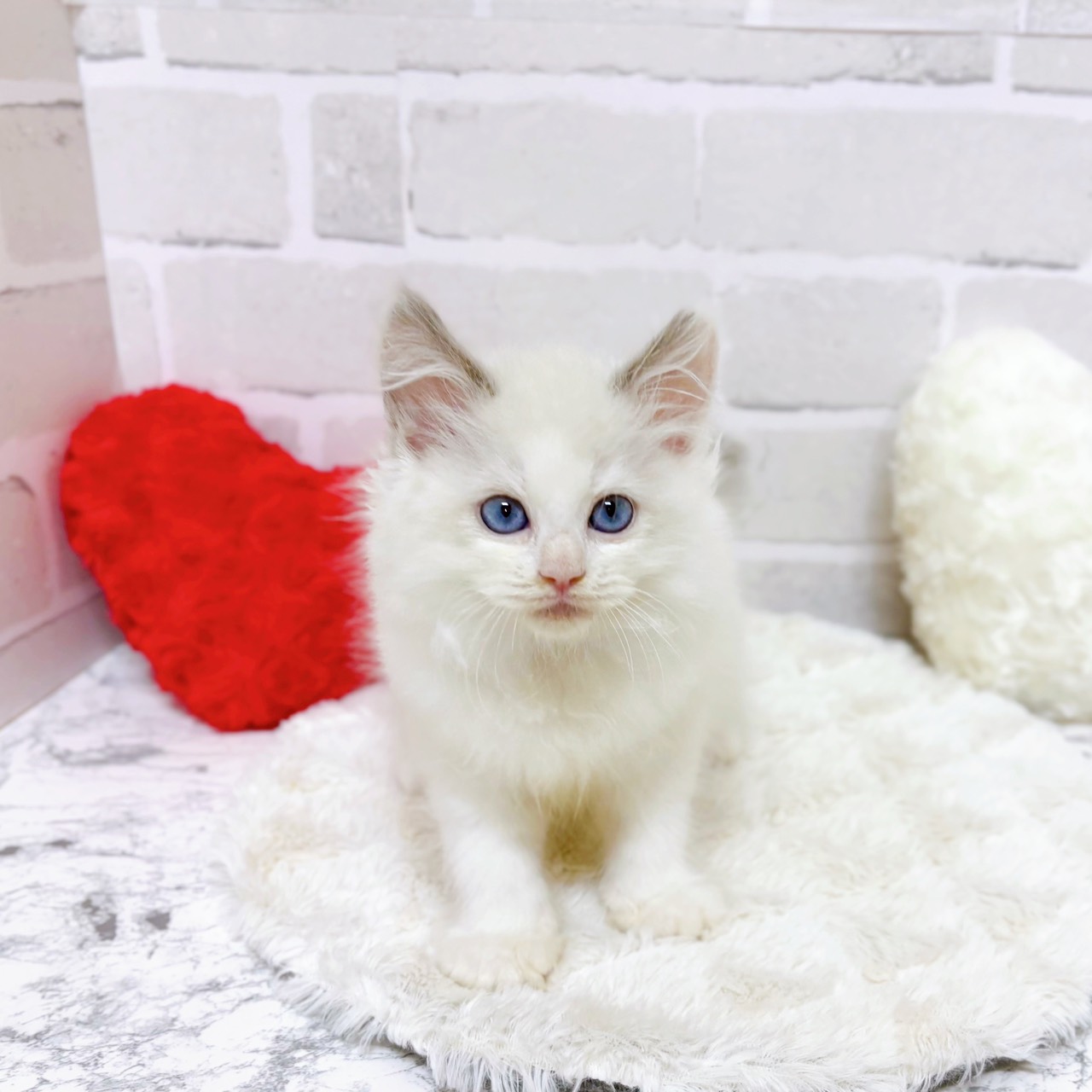 京都府のラグドール (犬の家＆猫の里京都精華店/2025年9月21日生まれ/男の子/ブルーポイントバイカラー)の子猫