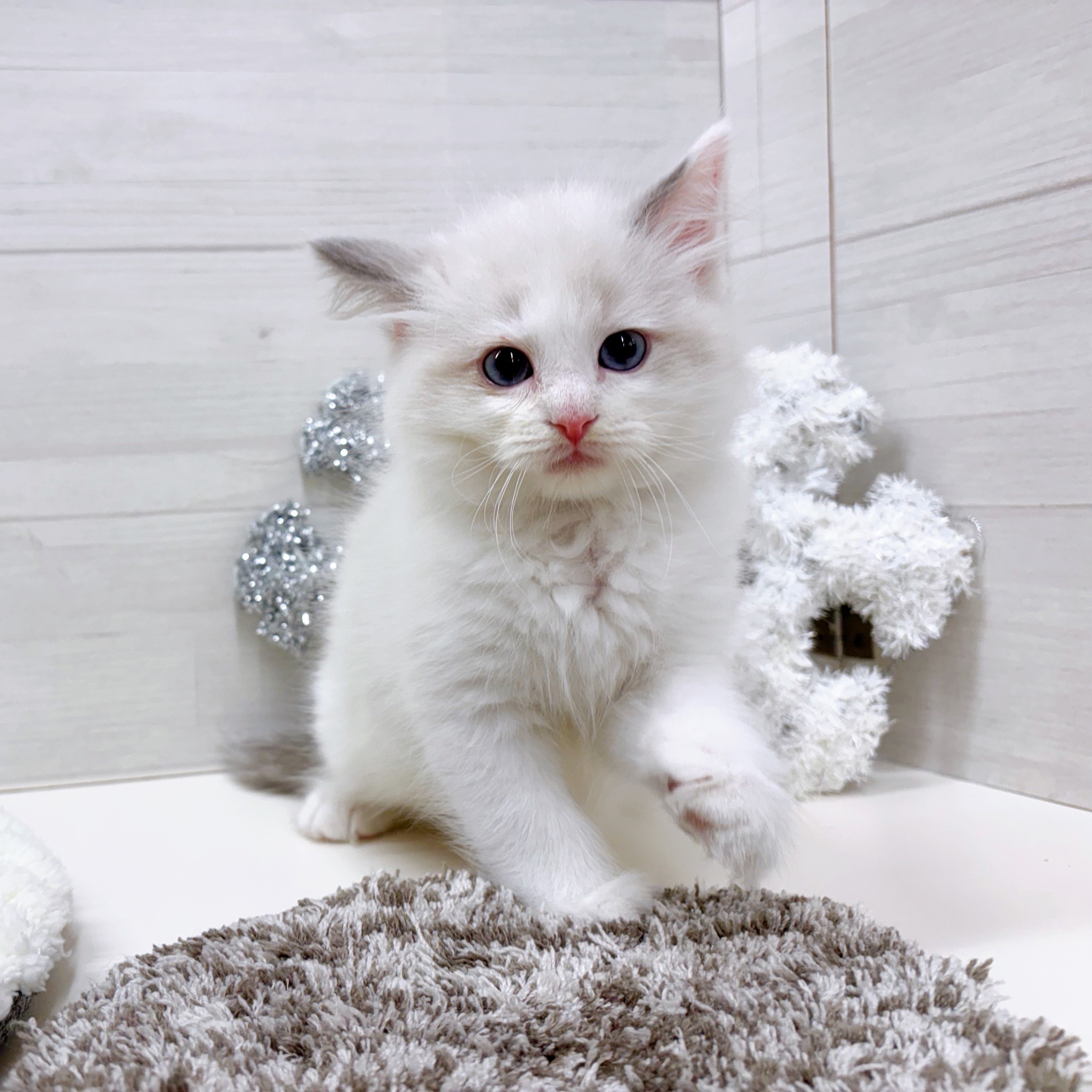 石川県のラグドール (犬の家＆猫の里アミーゴ金沢おこばた店/2025年9月21日生まれ/女の子/ブルーポイントバイカラー)の子猫の2枚目の画像