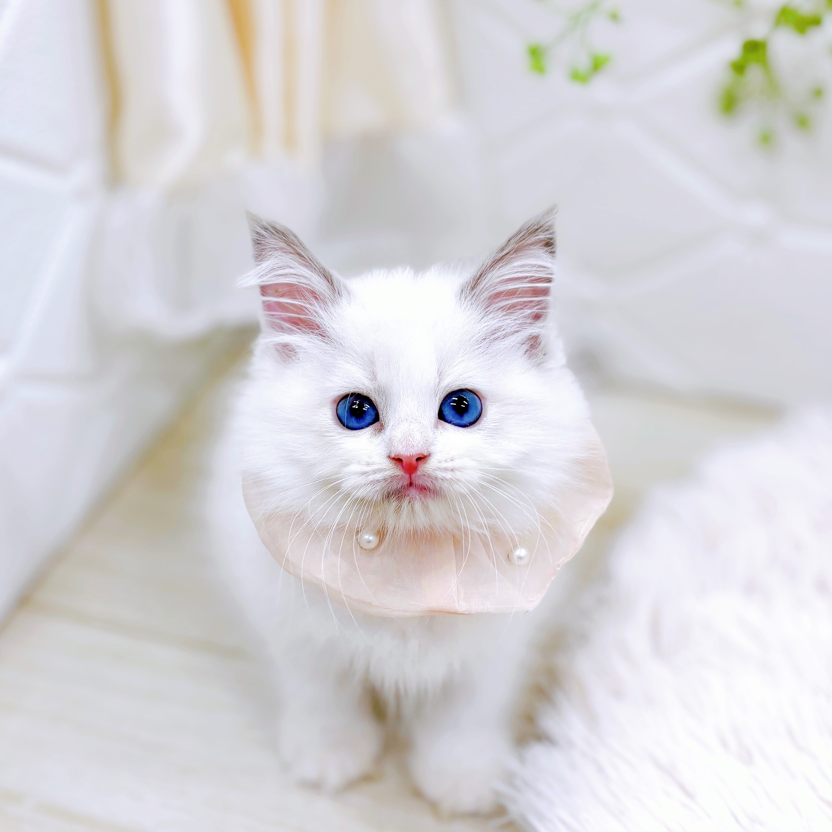 福井県のラグドール (犬の家＆猫の里アミーゴ福井店/2025年9月21日生まれ/女の子/ブルーポイントバイカラー)の子猫の1枚目の画像