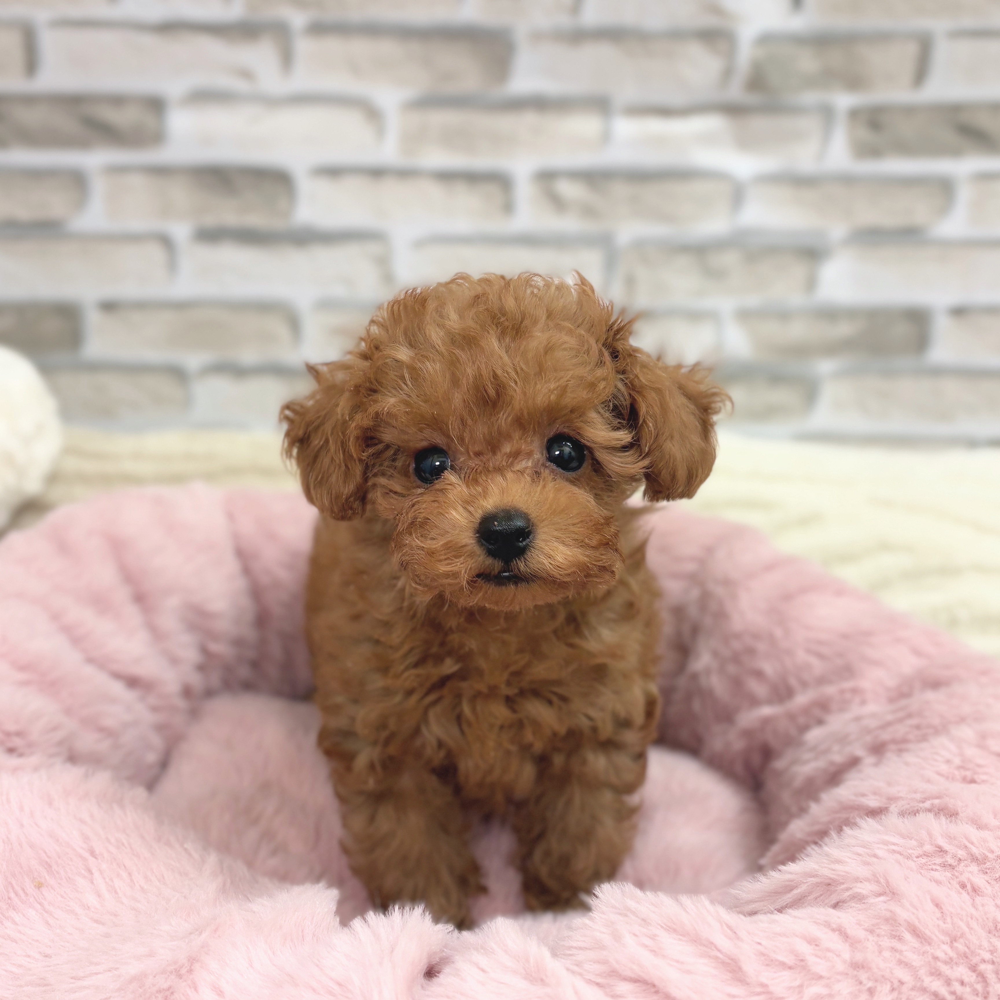 神奈川県のトイプードル(トイ) (犬の家＆猫の里モザイクモール港北店/2025年9月18日生まれ/女の子/レッドフォーン)の子犬の2枚目の画像