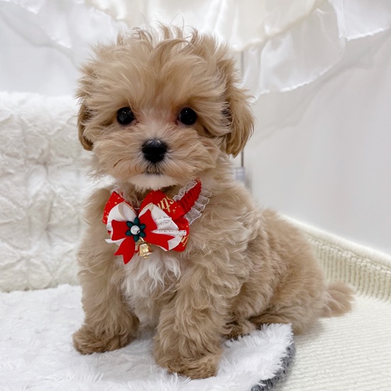 岐阜県のマルプー(マルチーズ×プードル) (犬の家＆猫の里カラフルタウン岐阜店/2025年9月19日生まれ/男の子/アプリコットホワイト)の子犬の2枚目の画像