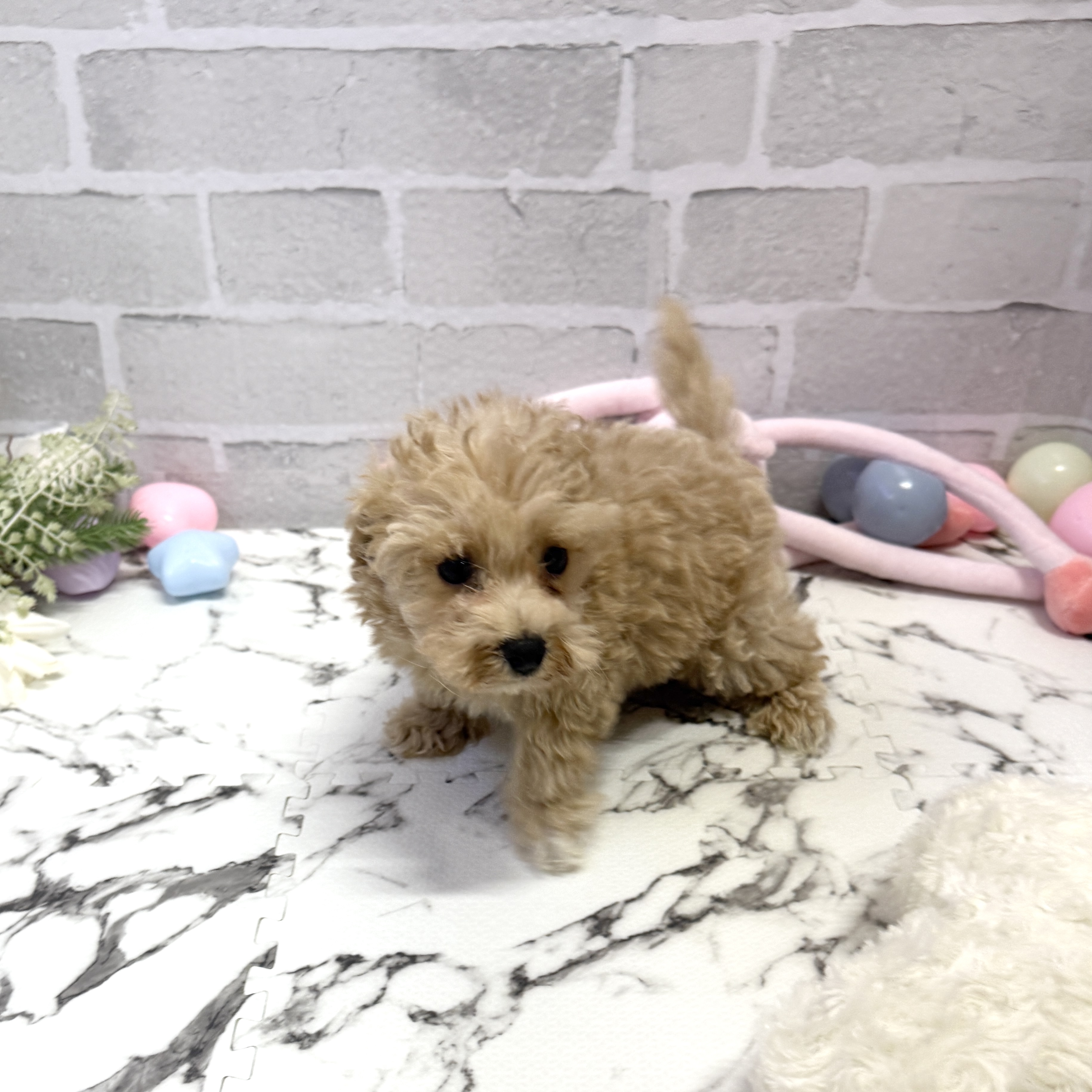 愛知県のマルプー(マルチーズ×プードル) (犬の家＆猫の里岡崎店/2025年9月18日生まれ/男の子/アプリコット)の子犬の2枚目の画像