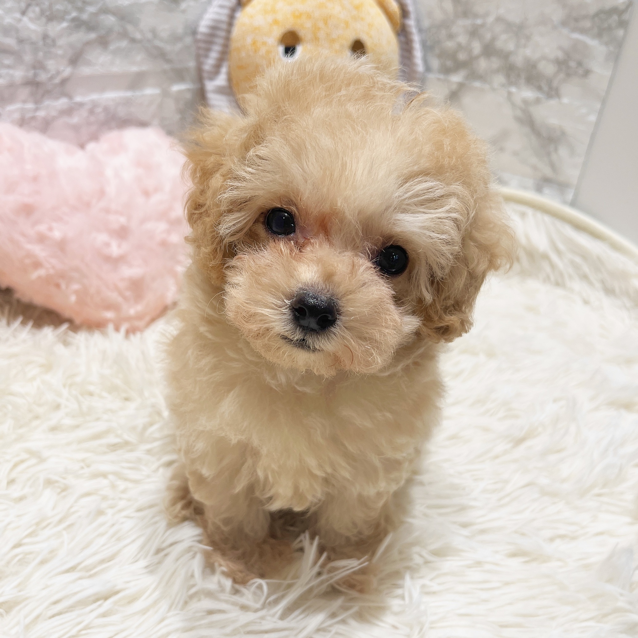 愛知県のマルプー(マルチーズ×プードル) (犬の家＆猫の里MiO香久山店/2025年9月18日生まれ/女の子/アプリコット)の子犬の2枚目の画像