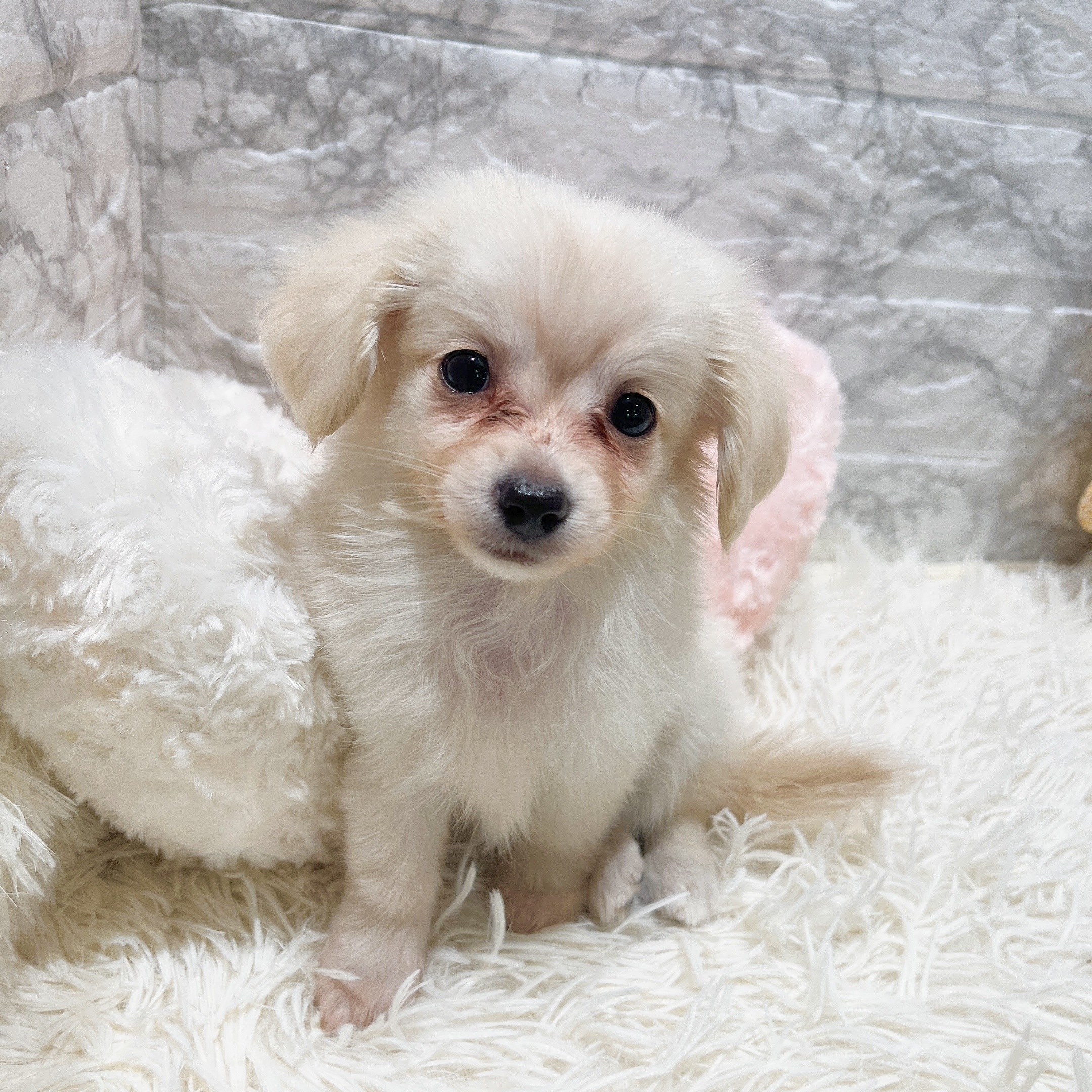 愛知県のチワックス(チワワ×ダックス) (犬の家＆猫の里MiO香久山店/2025年9月19日生まれ/男の子/クリーム)の子犬の2枚目の画像