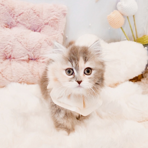 福井県のミヌエット (犬の家＆猫の里福井店/2025年9月14日生まれ/女の子/ブルーパッチドタビーホワイト)の子猫の2枚目の画像