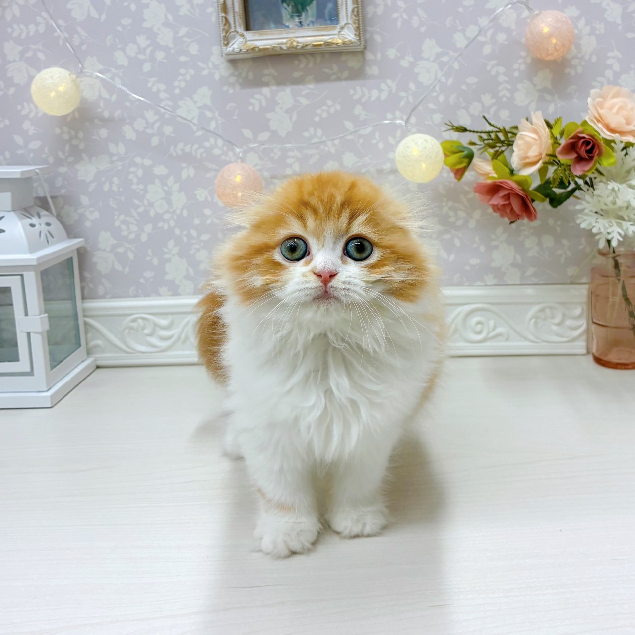 富山県のスコティッシュフォールド (犬の家＆猫の里アミーゴ山室店/2025年9月18日生まれ/女の子/レッドタビーホワイト)の子猫の1枚目の画像