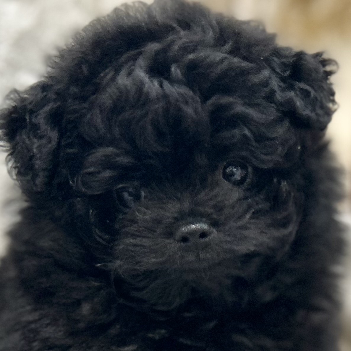 岡山県のポメプー(ポメラニアン×プードル) (犬の家＆猫の里倉敷店/2025年9月19日生まれ/男の子/ブラック)の子犬の1枚目の画像