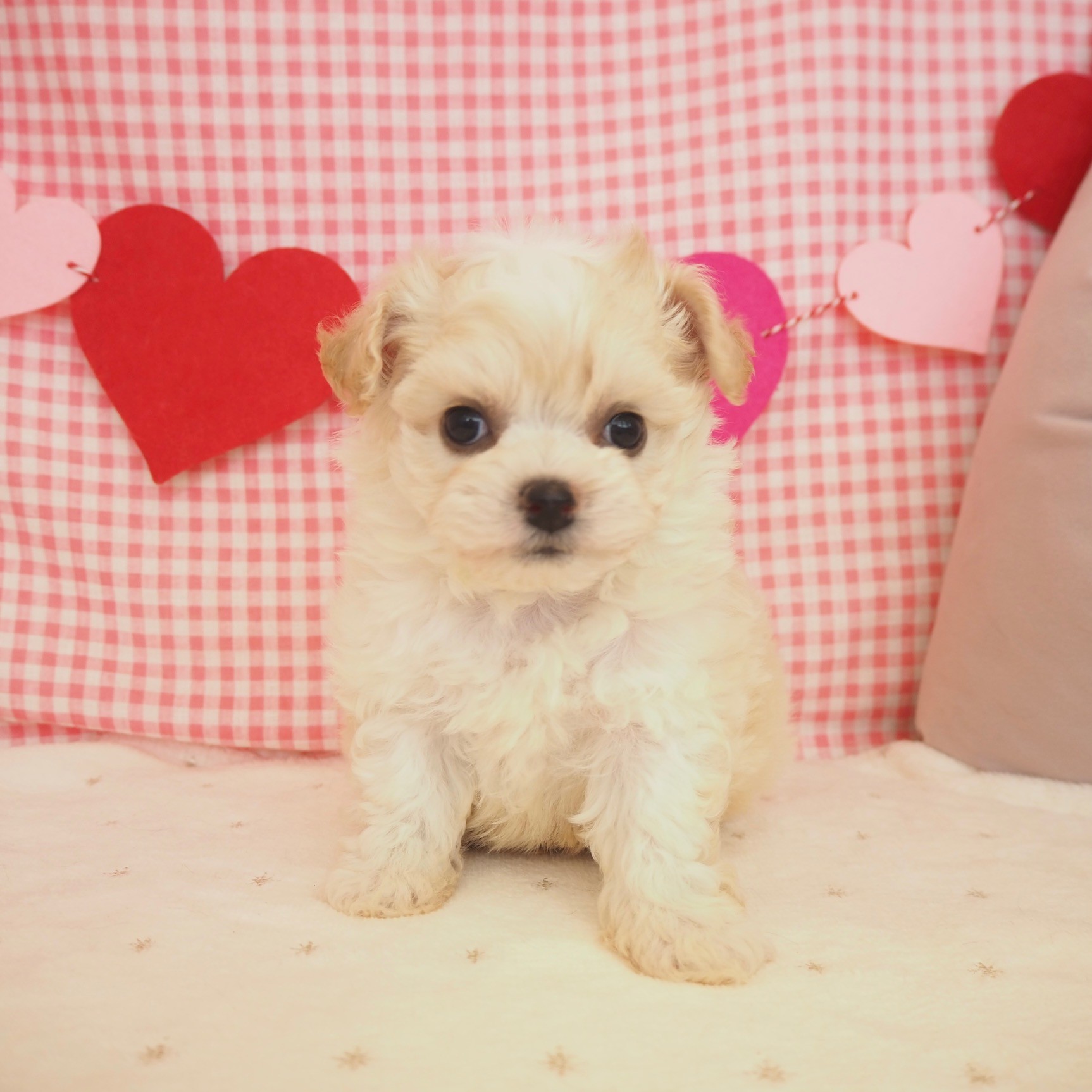 大阪府のチワプー/プーチー(チワワ×プードル) (犬の家＆猫の里もりのみやキューズモールBASE店/2025年9月21日生まれ/男の子/クリームホワイト)の子犬の1枚目の画像