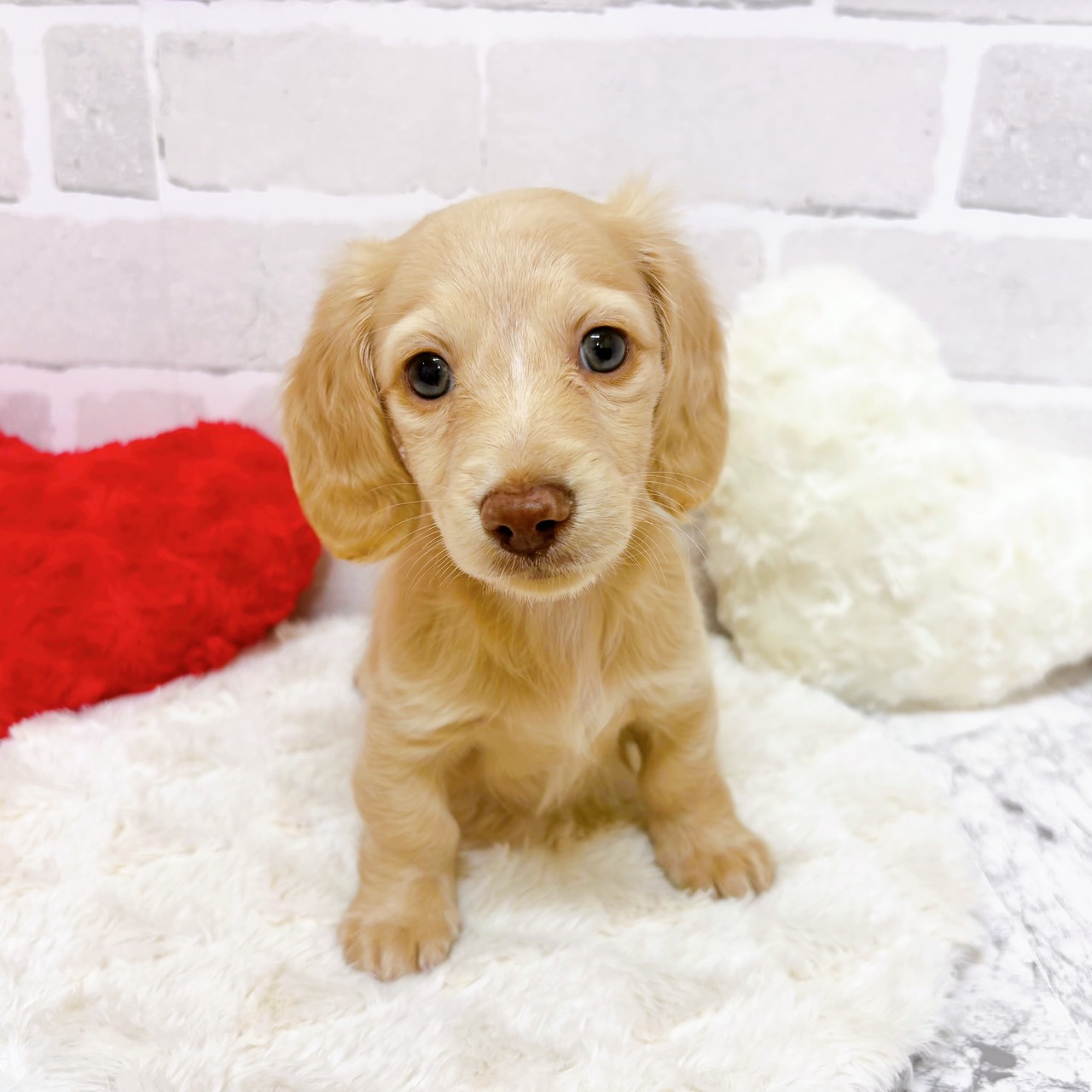 京都府のミニチュアダックスフンド(ロング) (犬の家＆猫の里京都精華店/2025年9月20日生まれ/女の子/イエロー)の子犬の2枚目の画像