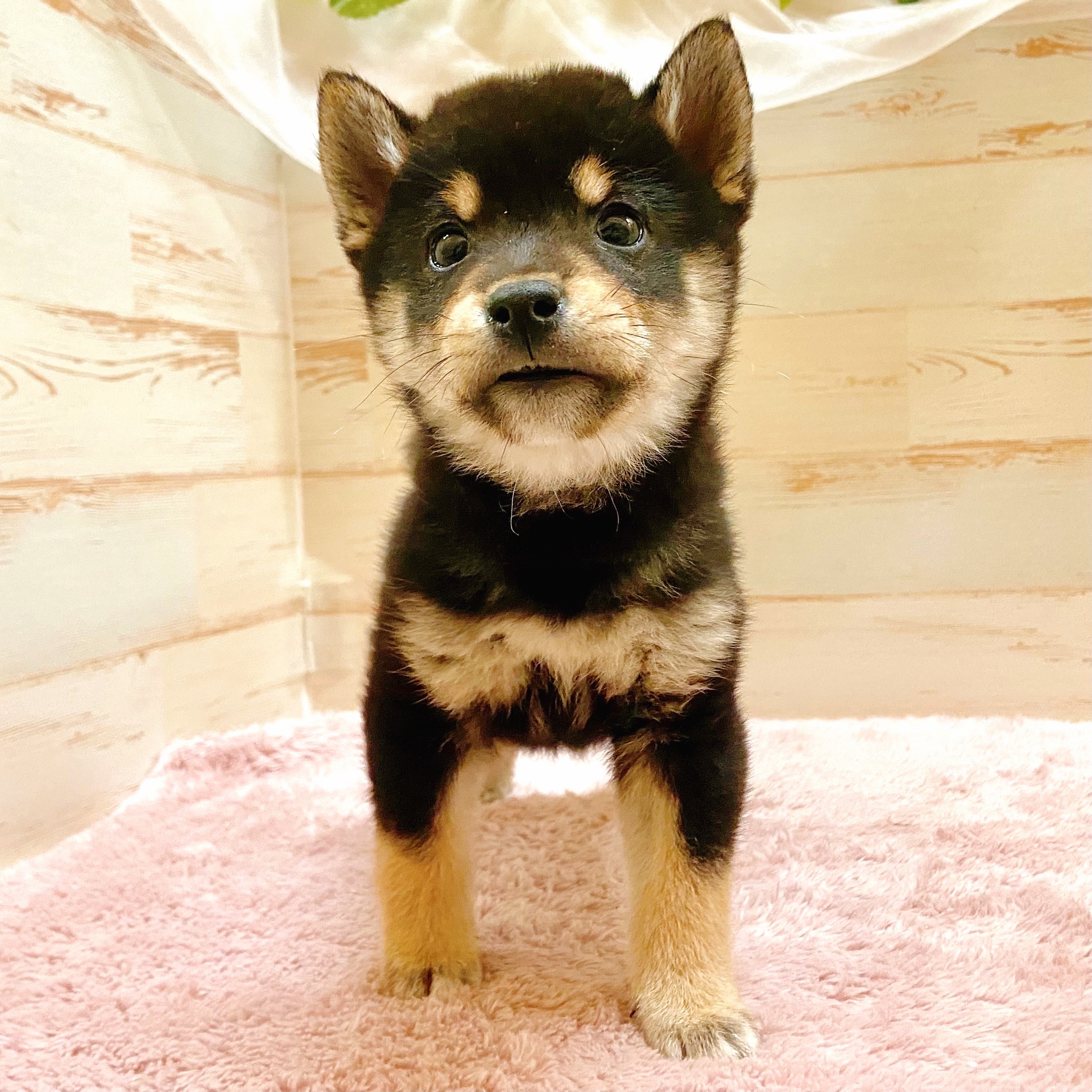 豆柴男の子の写真