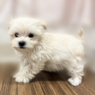 兵庫県のマルプー(マルチーズ×プードル) (犬の家＆猫の里カナート西神戸店/2025年9月21日生まれ/女の子/クリーム)の子犬の2枚目の画像