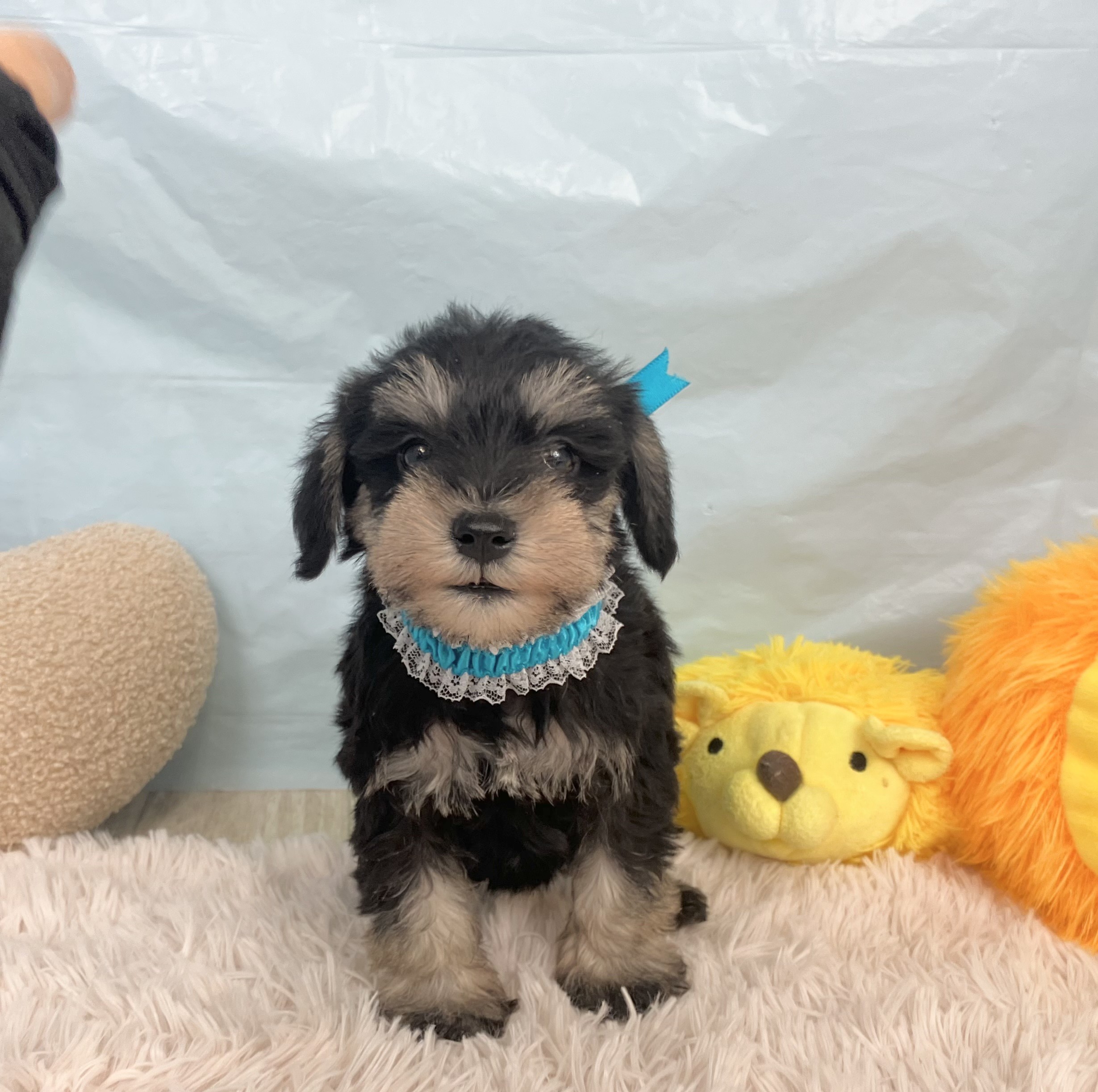 兵庫県のミニチュアシュナウザー (犬の家＆猫の里川西店/2025年9月20日生まれ/男の子/ブラックシルバー)の子犬の2枚目の画像