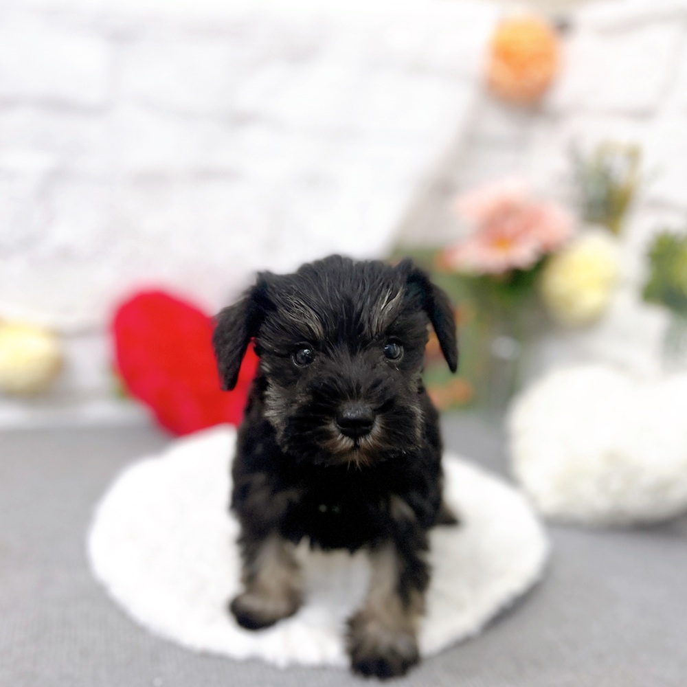 京都府のミニチュアシュナウザー (犬の家＆猫の里京都樟葉店/2025年9月20日生まれ/女の子/ブラックシルバー)の子犬の2枚目の画像