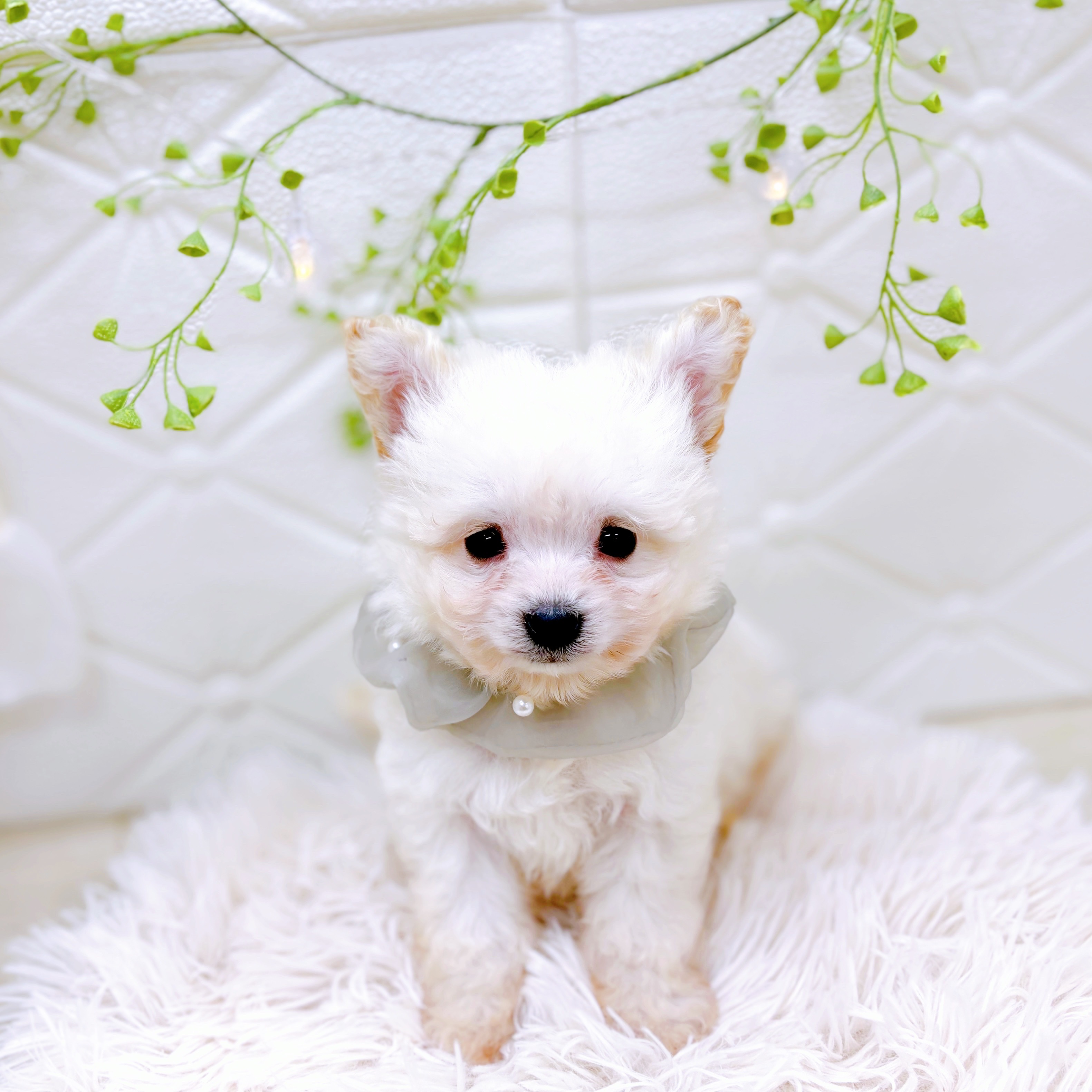 福井県のポメビション(ポメラニアン×ビションフリーゼ) (犬の家＆猫の里アミーゴ福井店/2025年9月13日生まれ/男の子/クリーム)の子犬の1枚目の画像