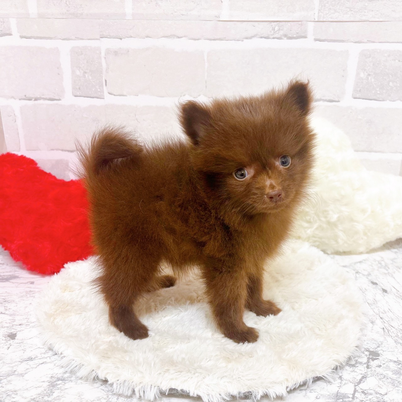 京都府のポメチワ/チワポメ/ポメチー(ポメラニアン×チワワ) (犬の家＆猫の里京都精華店/2025年9月15日生まれ/男の子/チョコレート)の子犬の2枚目の画像