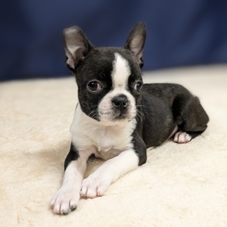 愛知県のボストンテリア (犬の家＆猫の里一宮店/2025年9月6日生まれ/女の子/ボストンカラー)の子犬の2枚目の画像