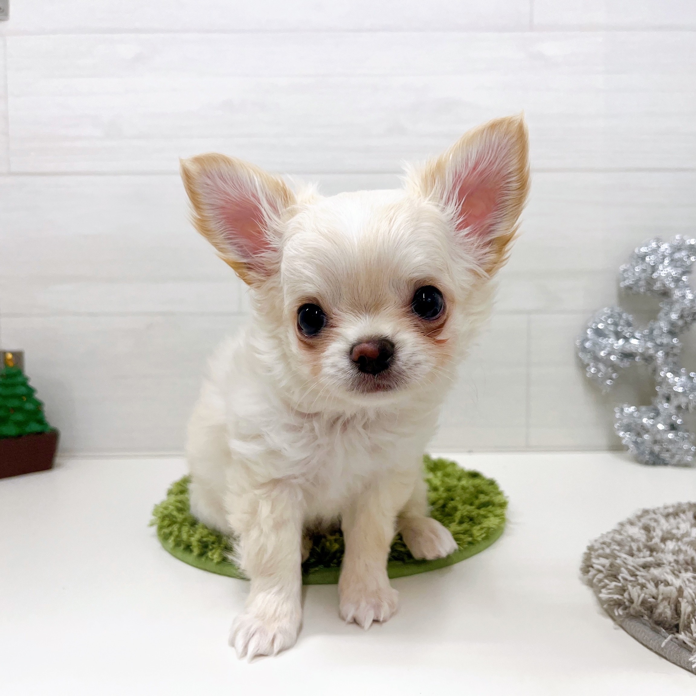 石川県のチワワ(ロング) (犬の家＆猫の里アミーゴ金沢おこばた店/2025年9月21日生まれ/男の子/クリームホワイト)の子犬の2枚目の画像