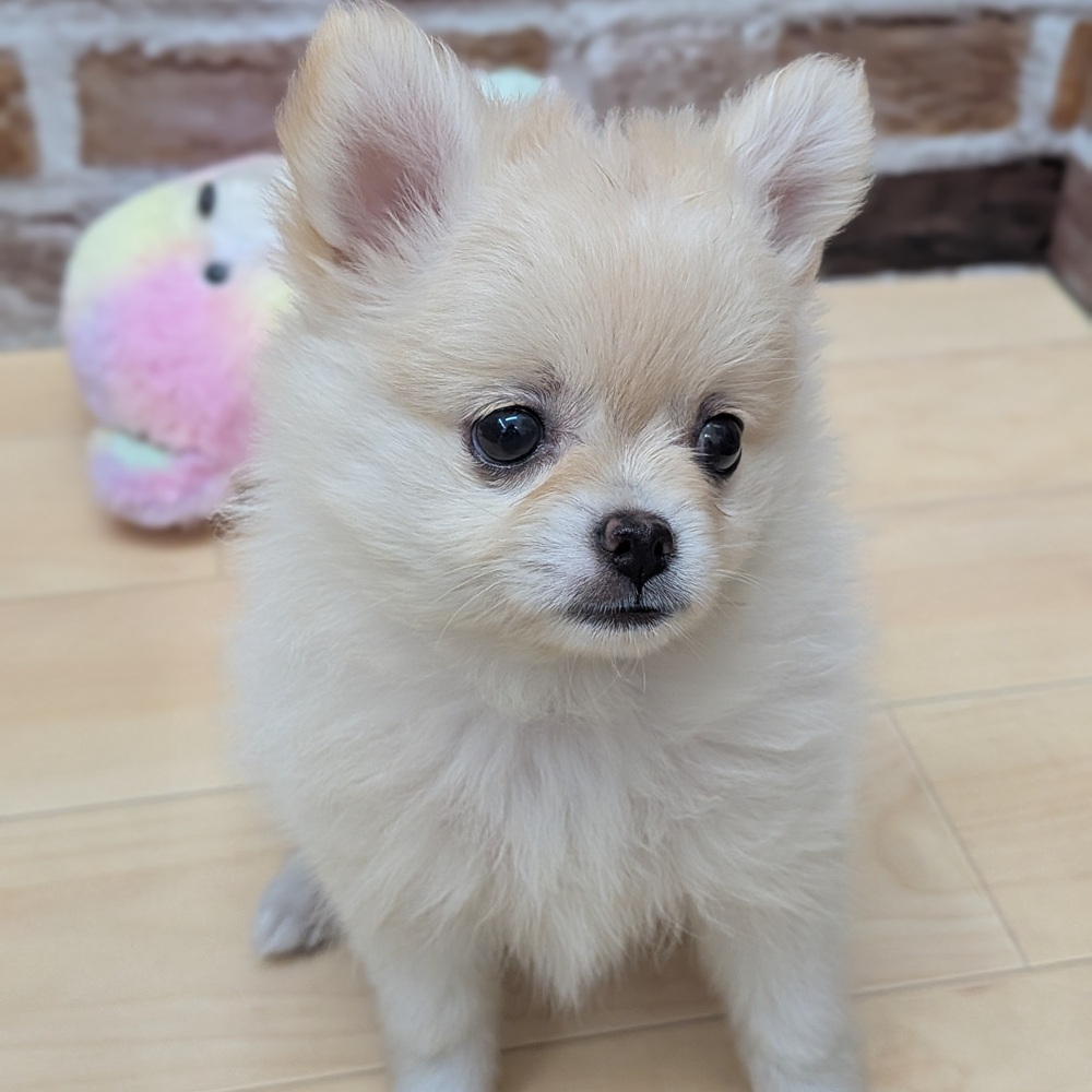 愛知県のポメチワ/チワポメ/ポメチー(ポメラニアン×チワワ) (犬の家＆猫の里七宝店/2025年9月17日生まれ/女の子/クリーム)の子犬の2枚目の画像
