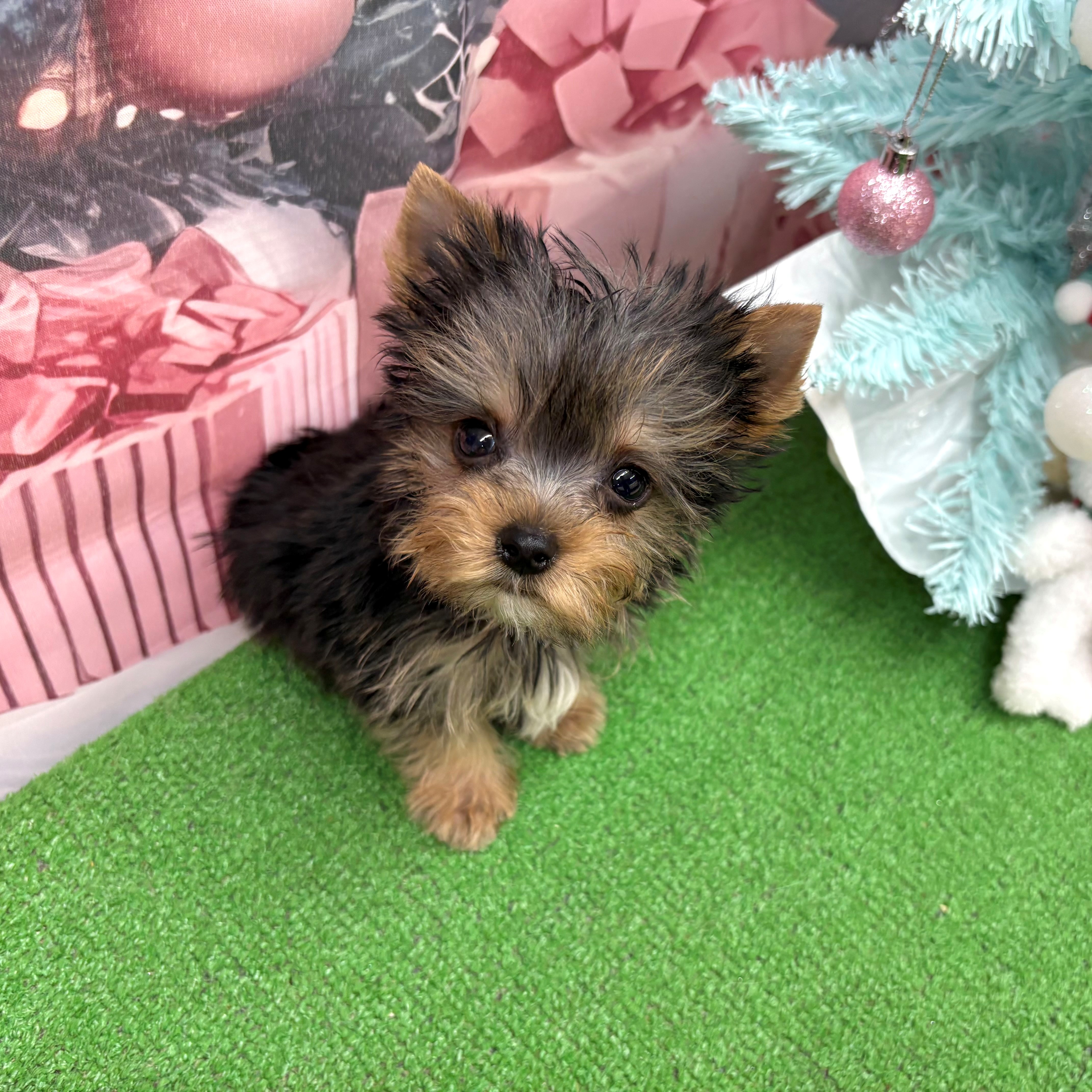 愛知県のヨークシャーテリア (犬の家＆猫の里名古屋天白店/2025年9月15日生まれ/男の子/スチールブルータン)の子犬の1枚目の画像