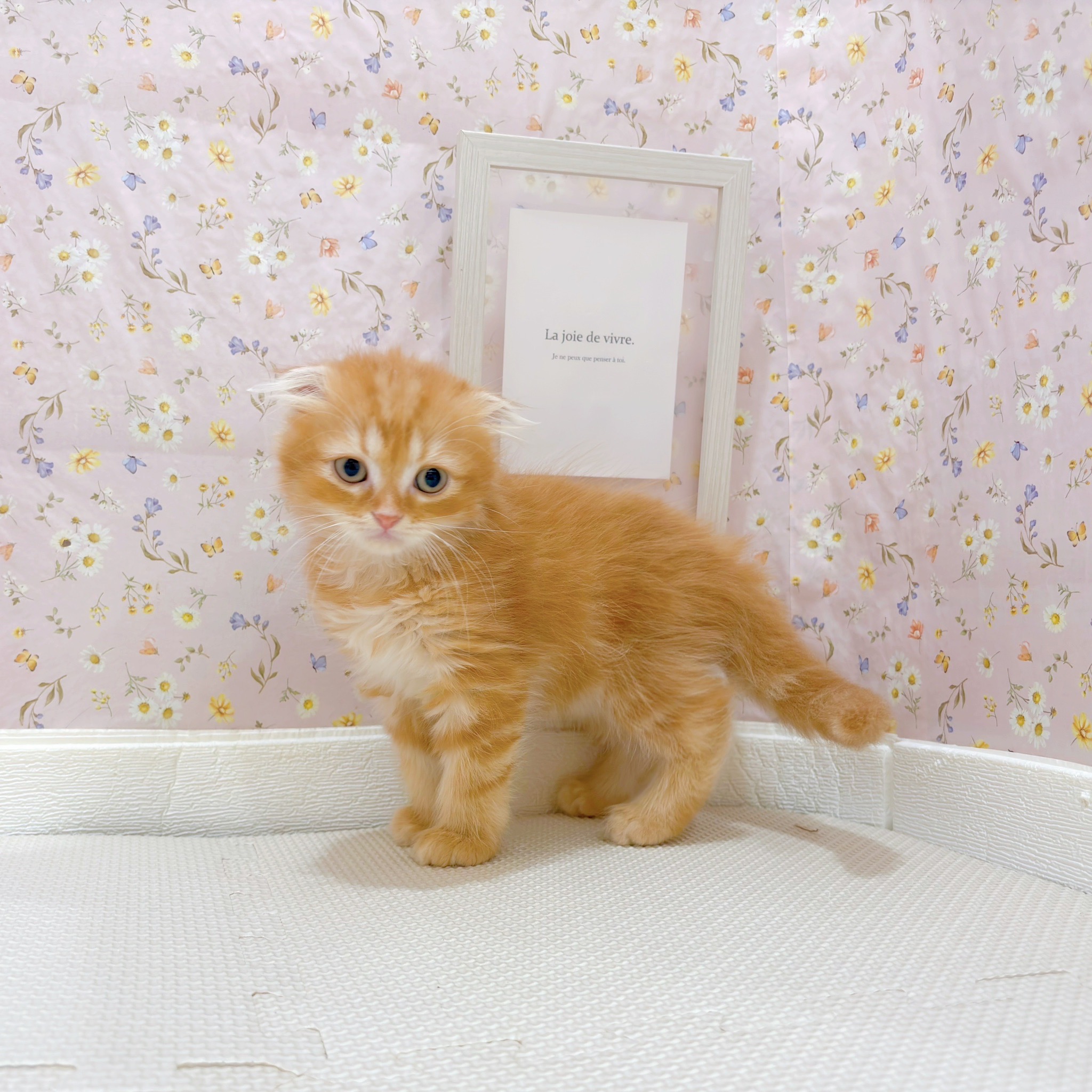 石川県のスコティッシュフォールド (犬の家＆猫の里金沢店/2025年9月19日生まれ/男の子/レッドタビーホワイト)の子猫の2枚目の画像