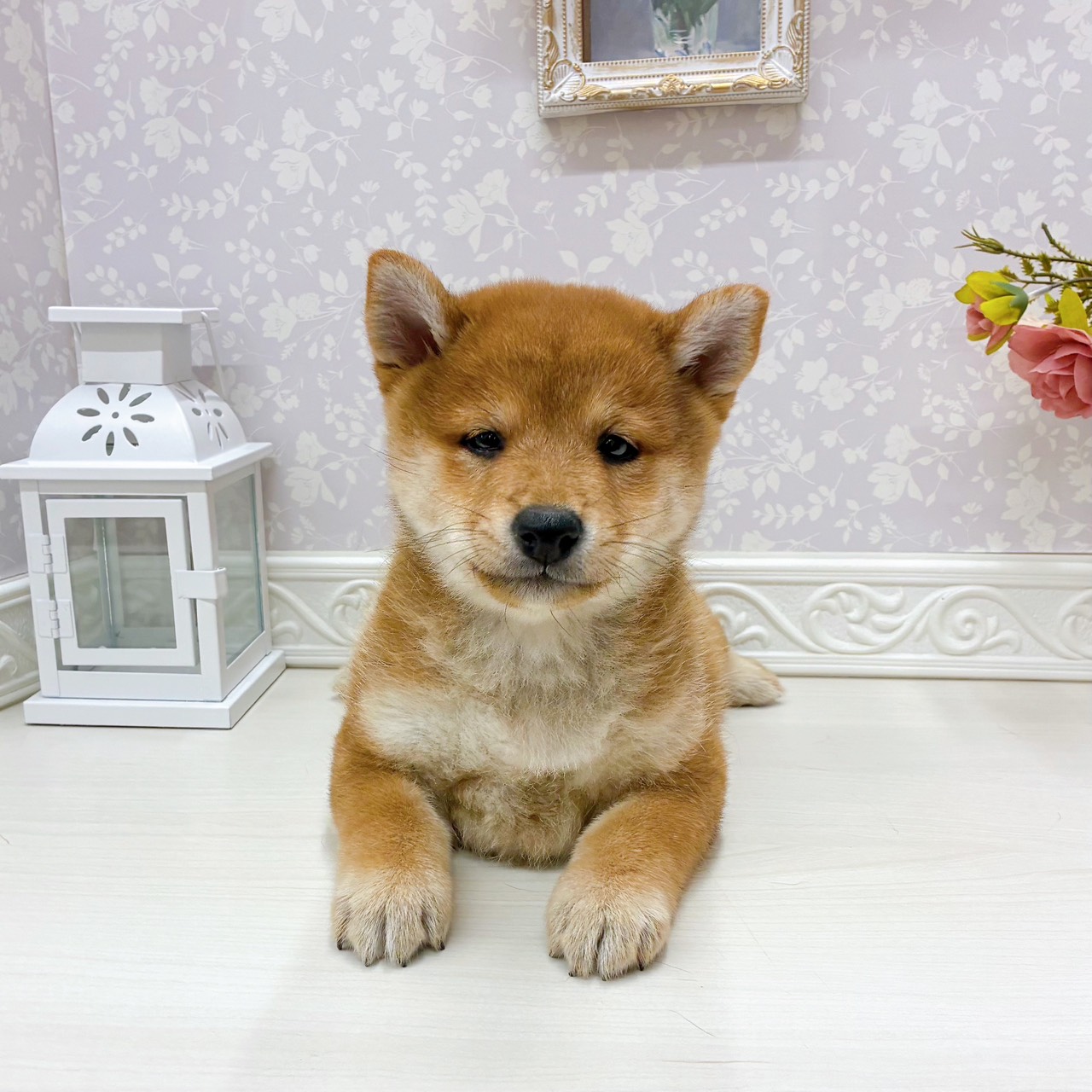 柴犬男の子の写真