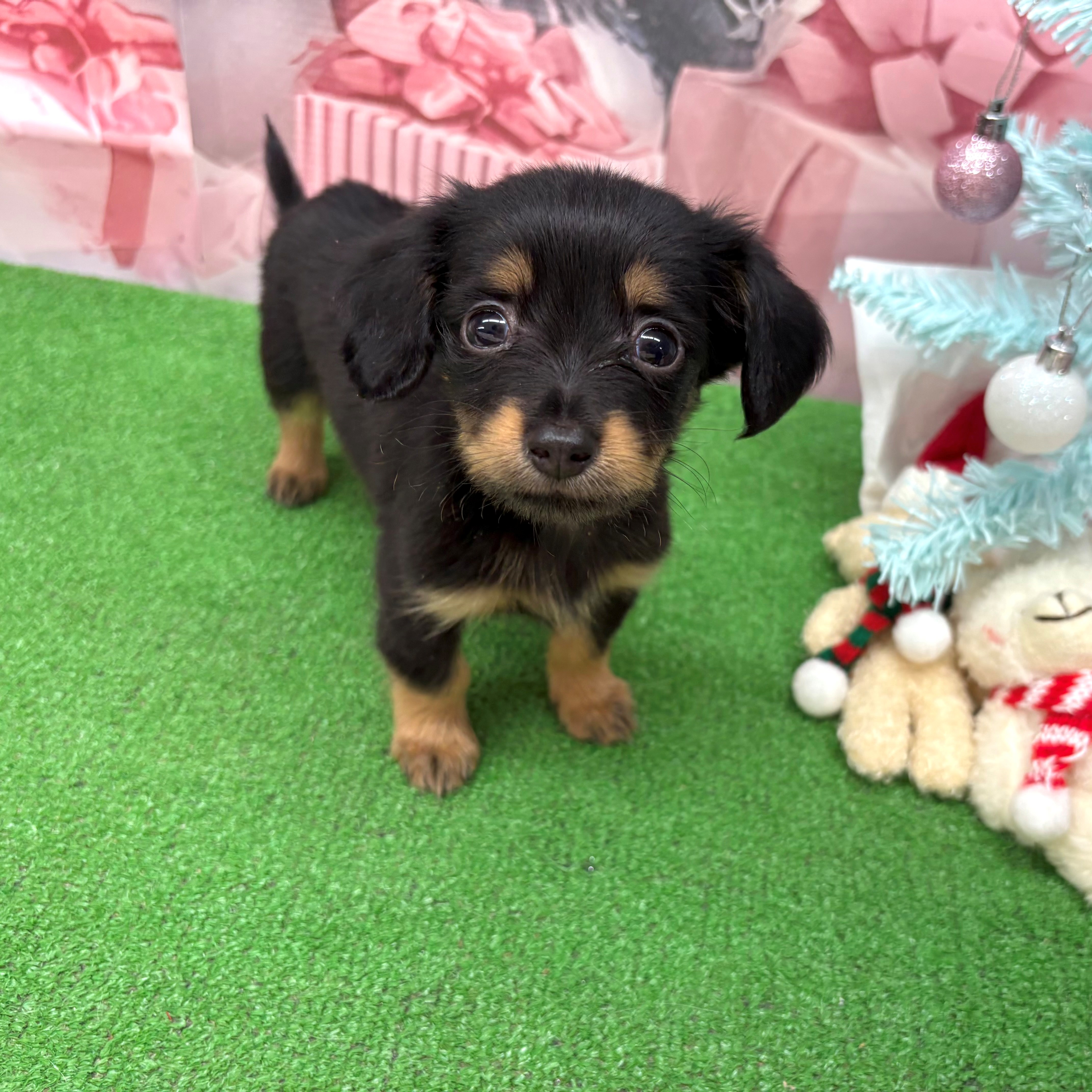 愛知県のチワックス(チワワ×ダックス) (犬の家＆猫の里名古屋天白店/2025年9月20日生まれ/女の子/ブラックタン)の子犬の2枚目の画像