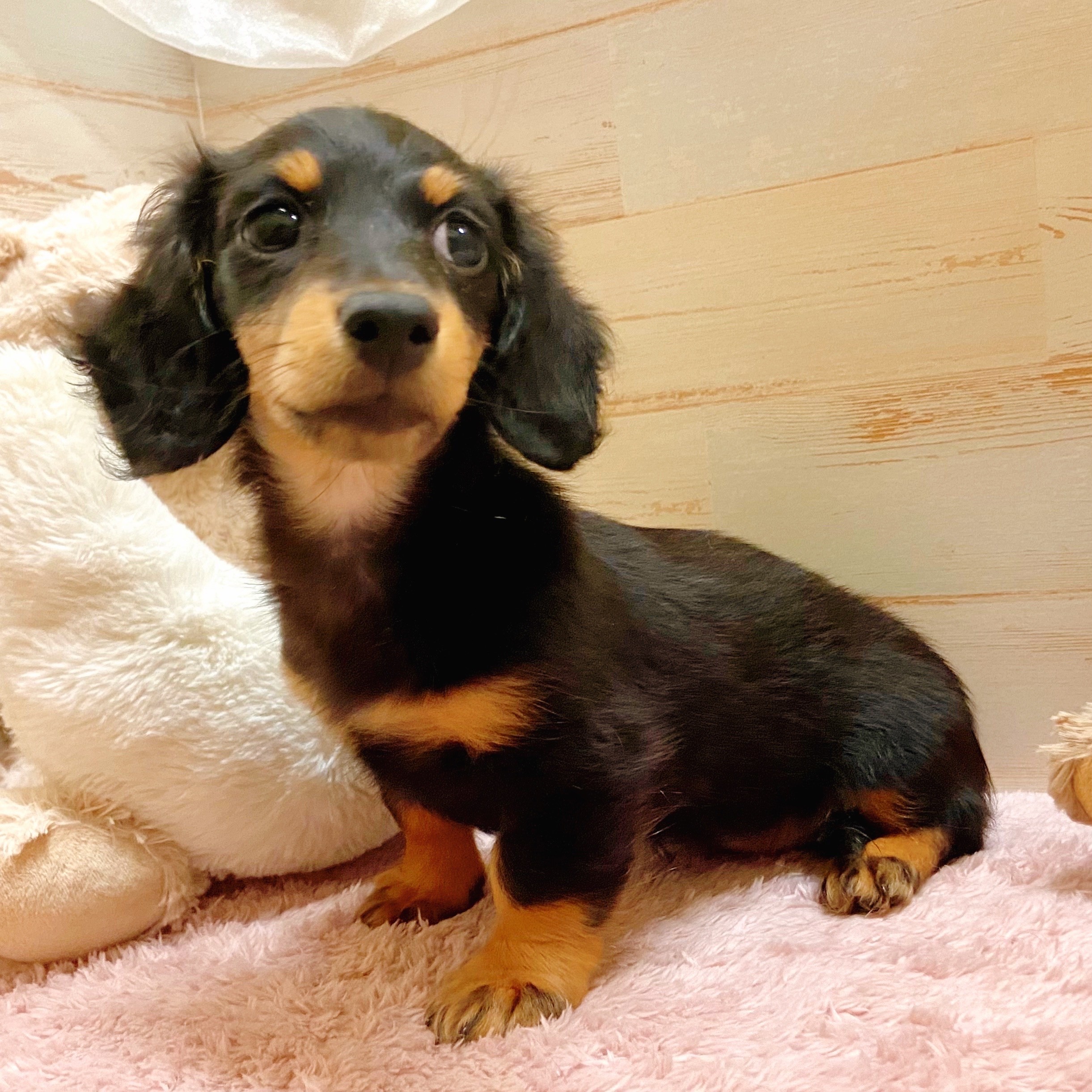 兵庫県のミニチュアダックスフンド(ロング)の子犬を価格や特徴で探す