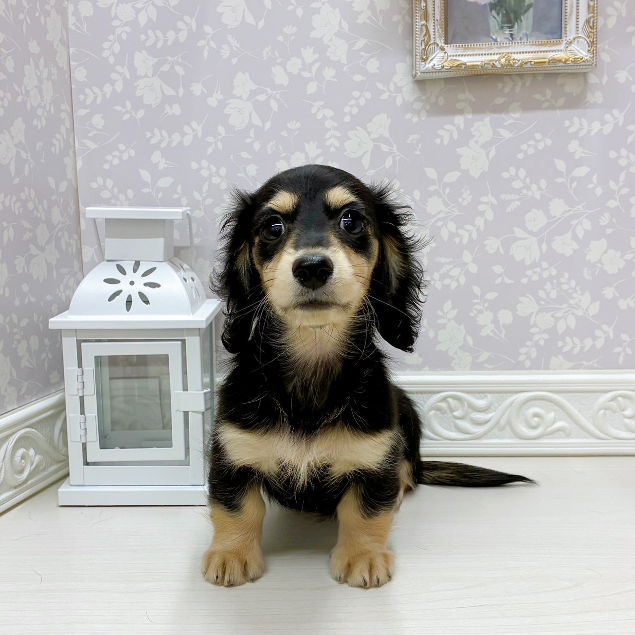 富山県のミニチュアダックスフンド(ロング) (犬の家＆猫の里アミーゴ山室店/2025年9月21日生まれ/女の子/ブラックタン)の子犬の1枚目の画像